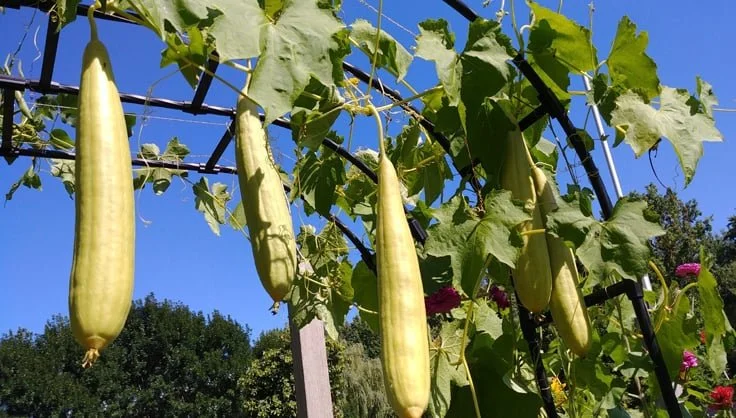 loofah plant 2.jpg