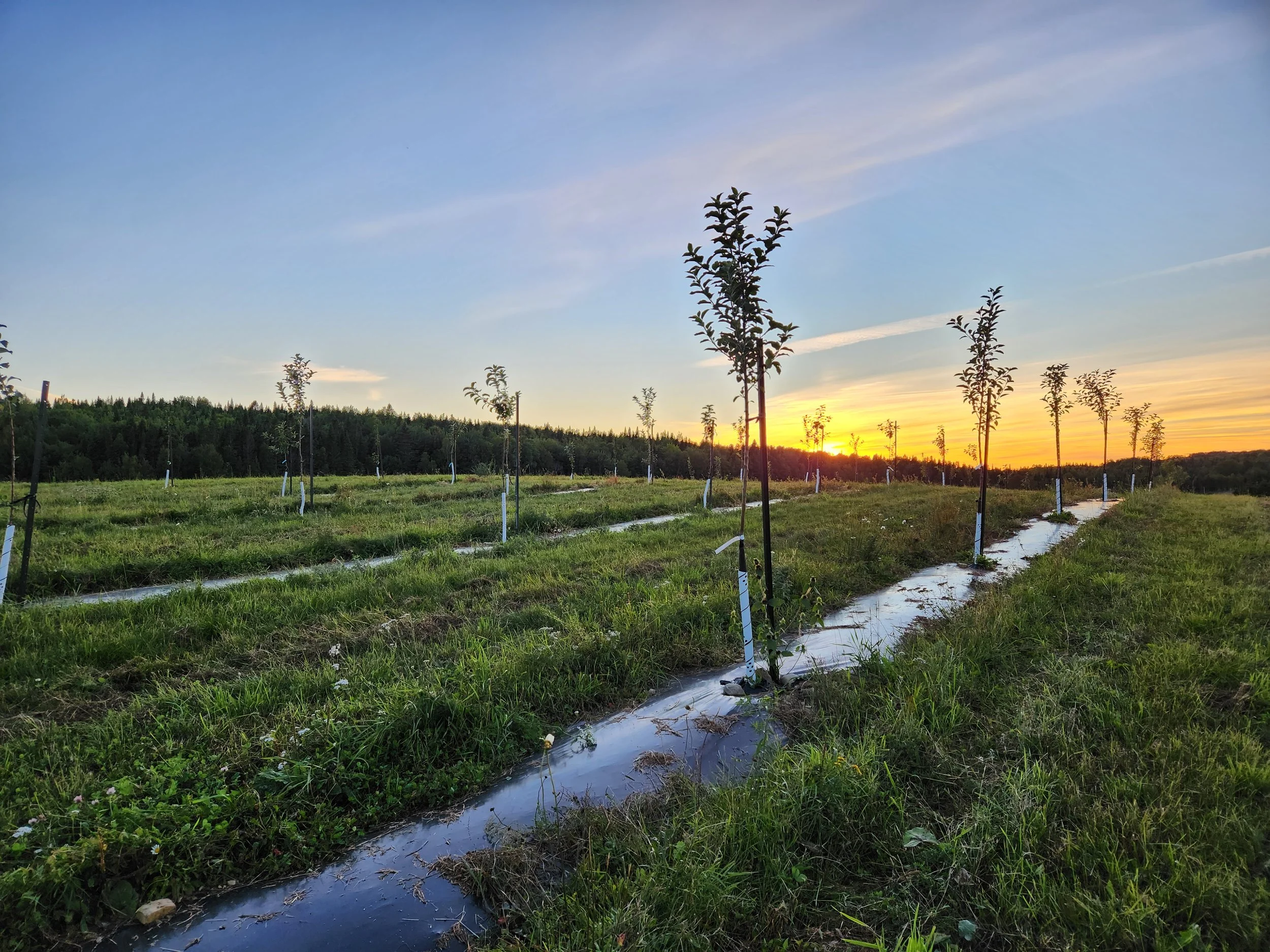 Champ de jeunes arbres plantés alignés sur de l'herbe verte avec un ciel au coucher du soleil.