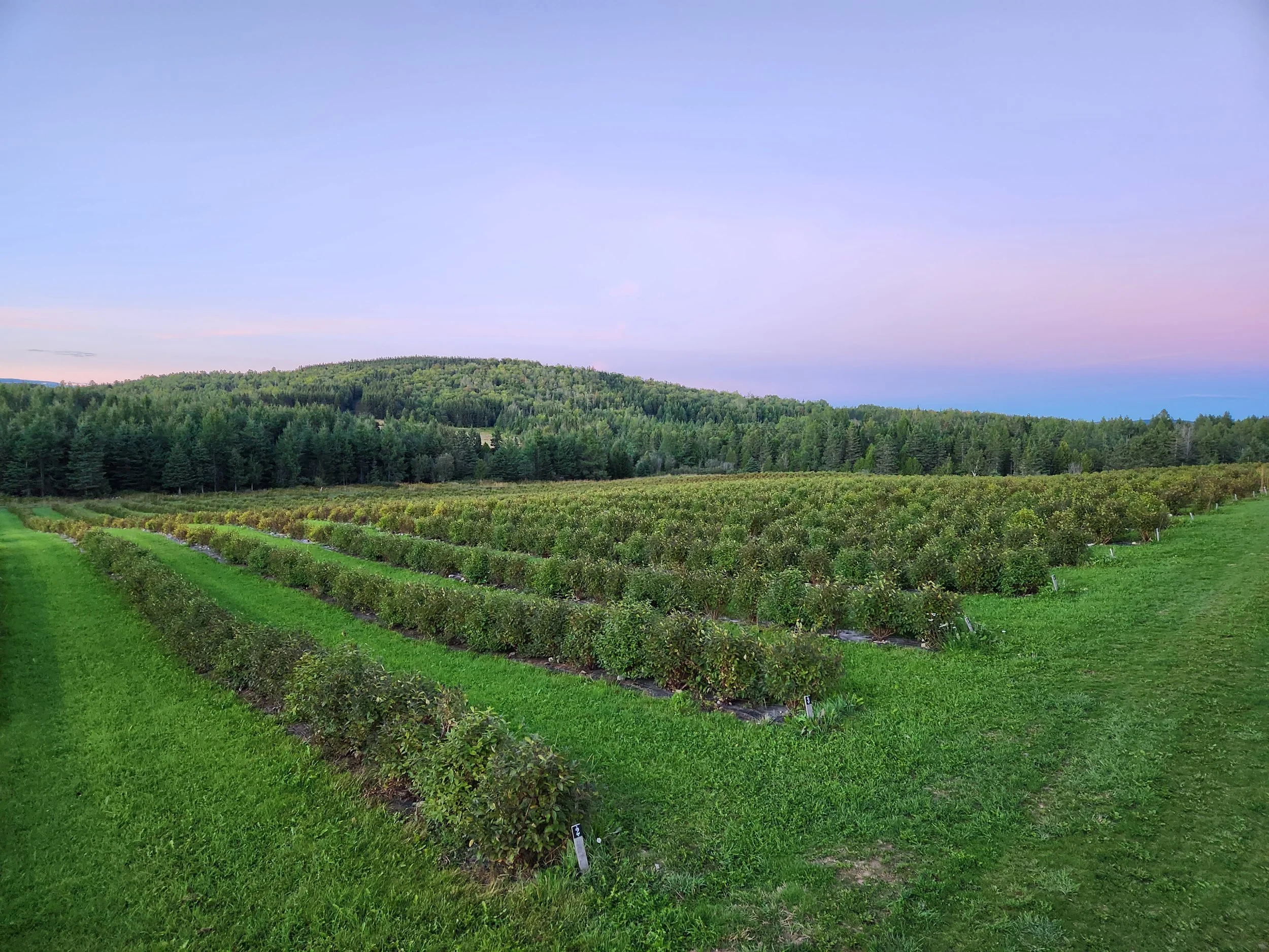 Paysage de champ de plantes avec collines et ciel au crépuscule.