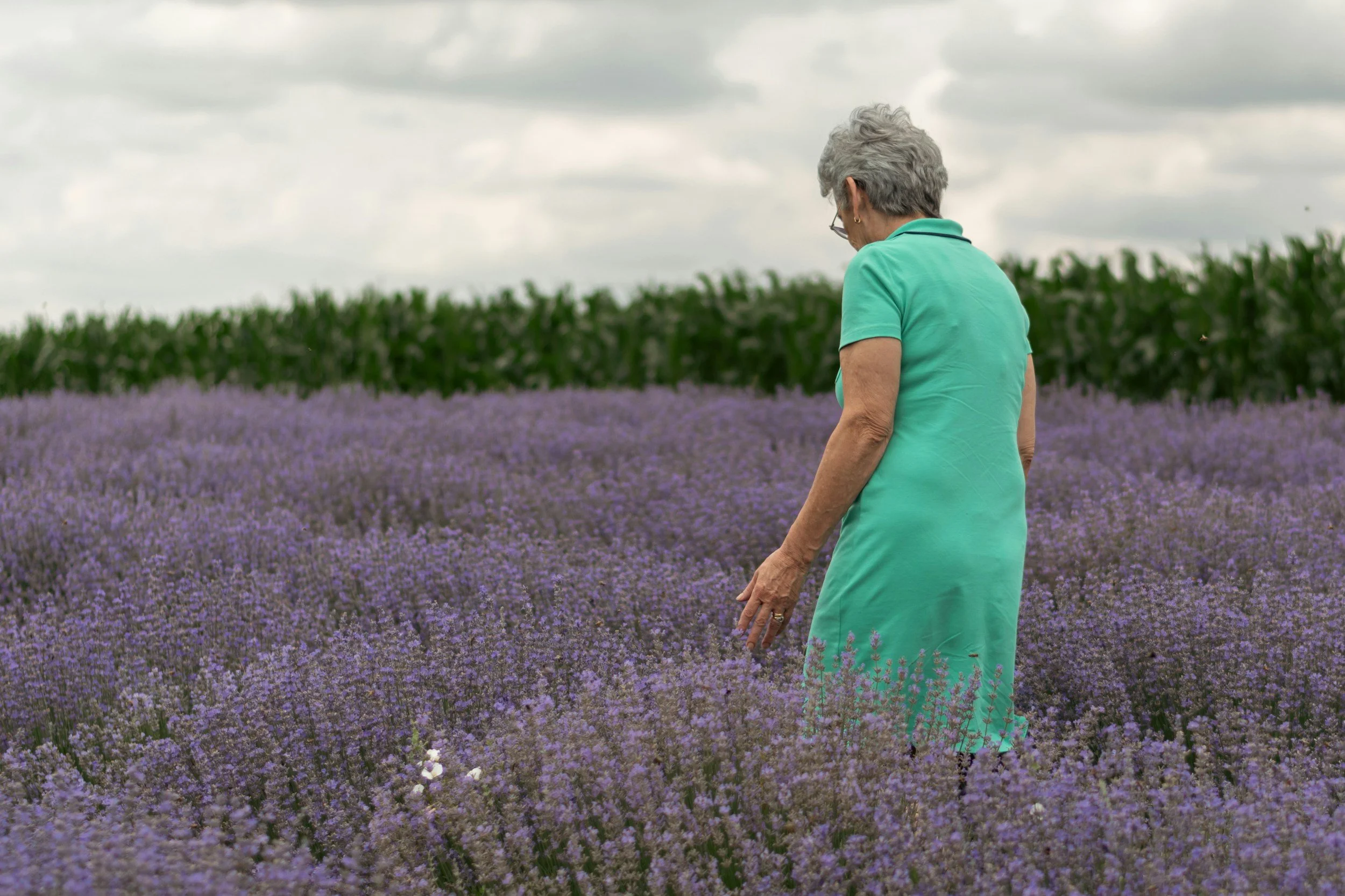 An elderly woman with gray hair, glasses, and earrings wearing a green dress walking through a field of purple lavender flowers under a cloudy sky.