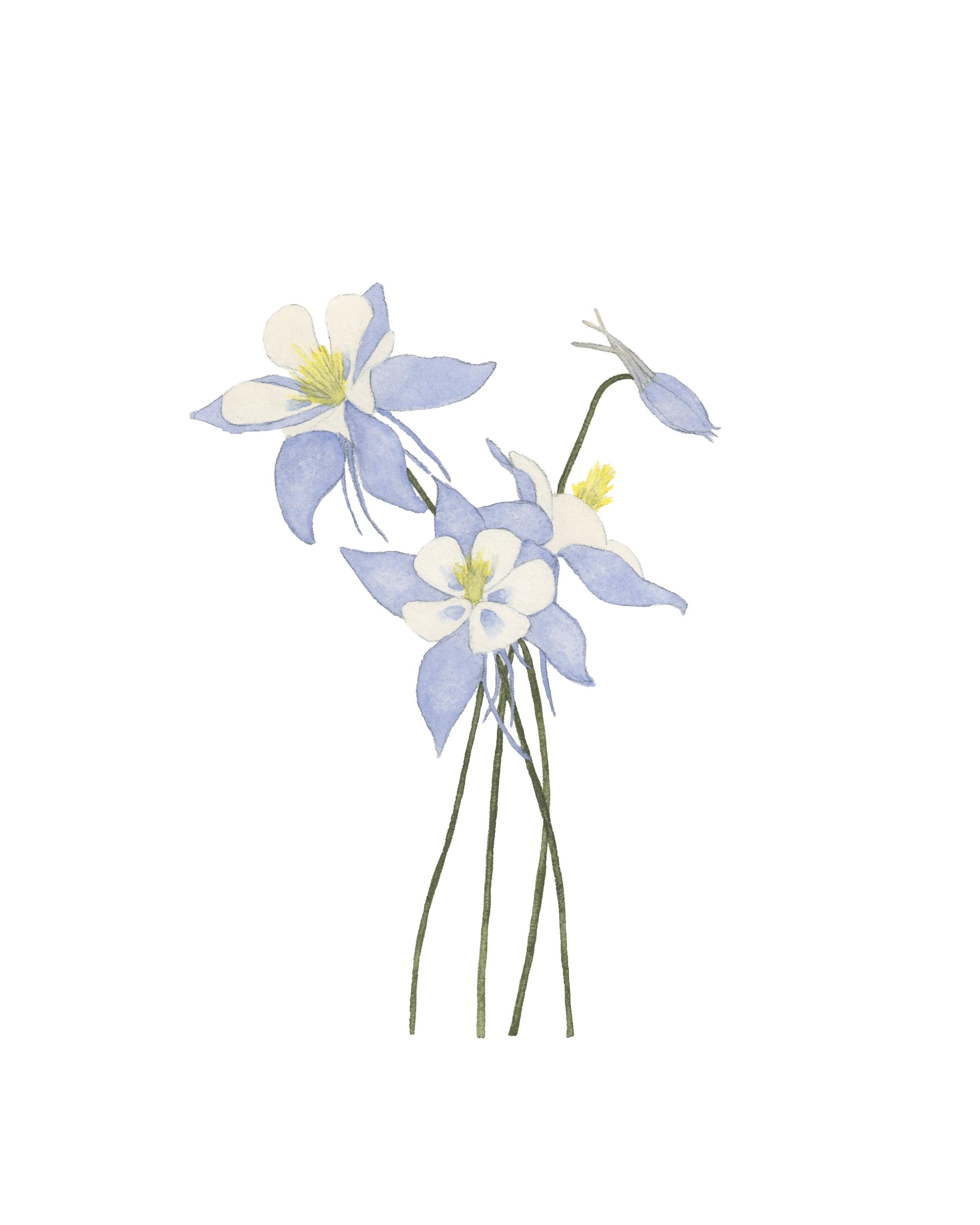 blue columbine wildflower print