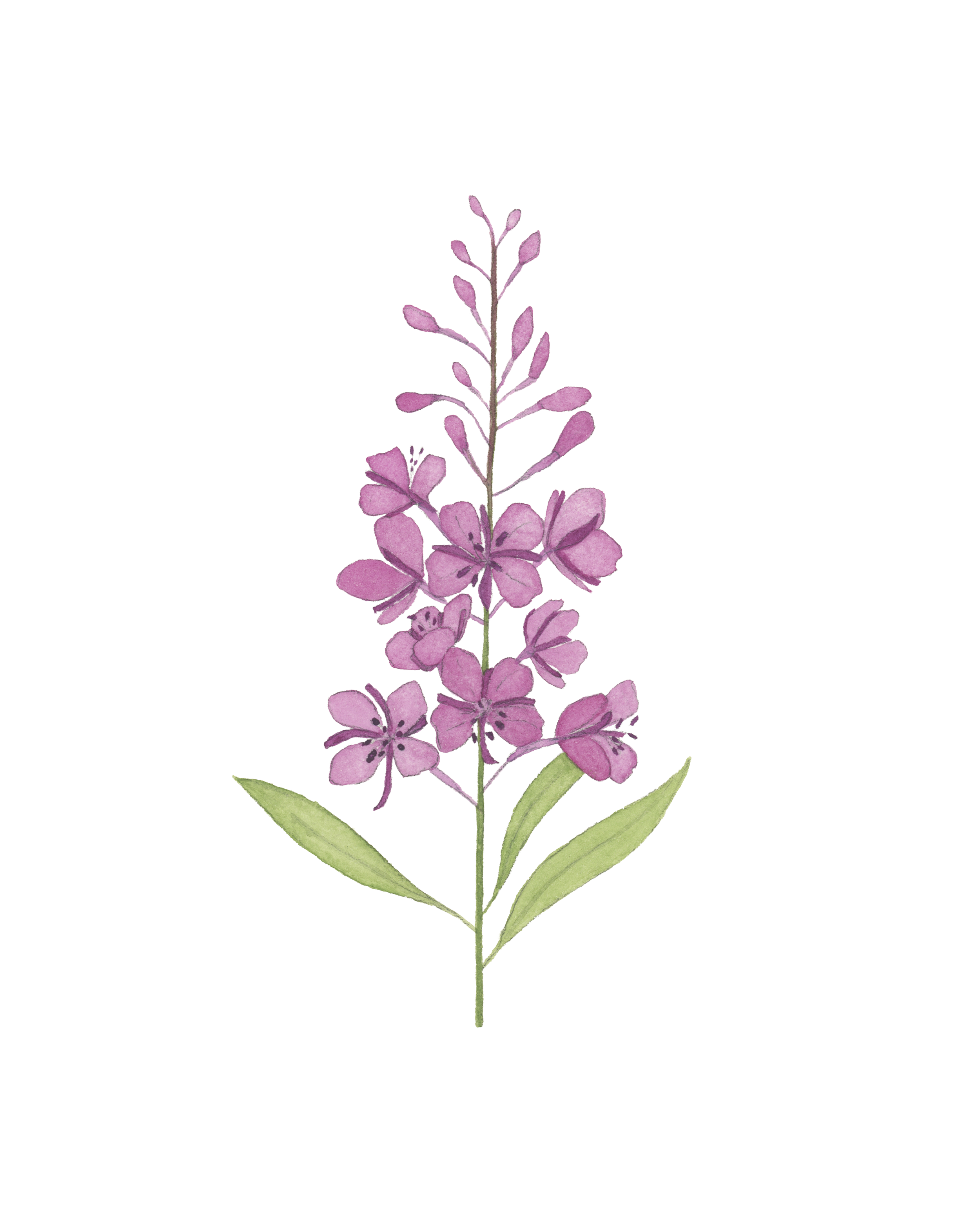 fireweed810.png