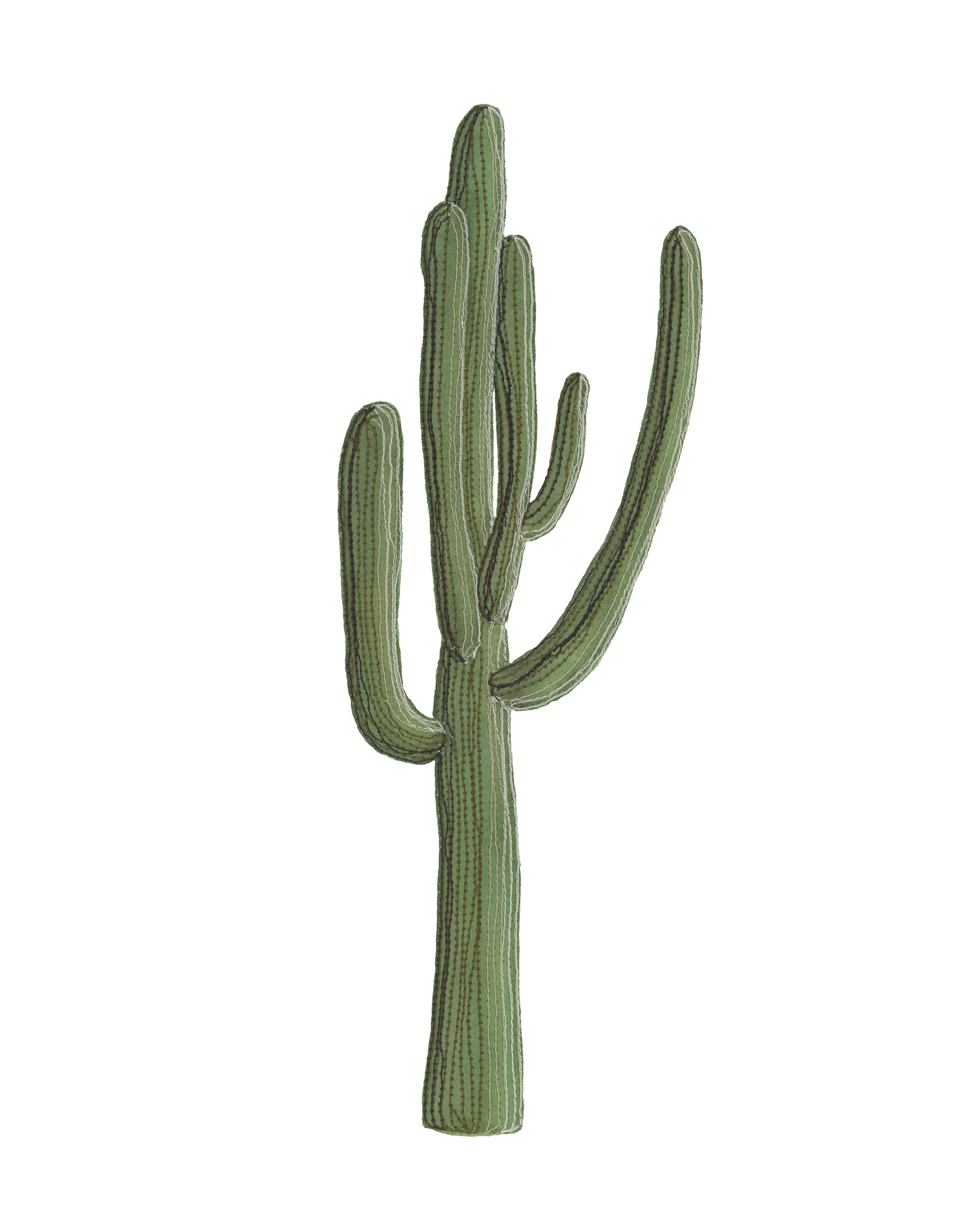 saguaro3-810.png