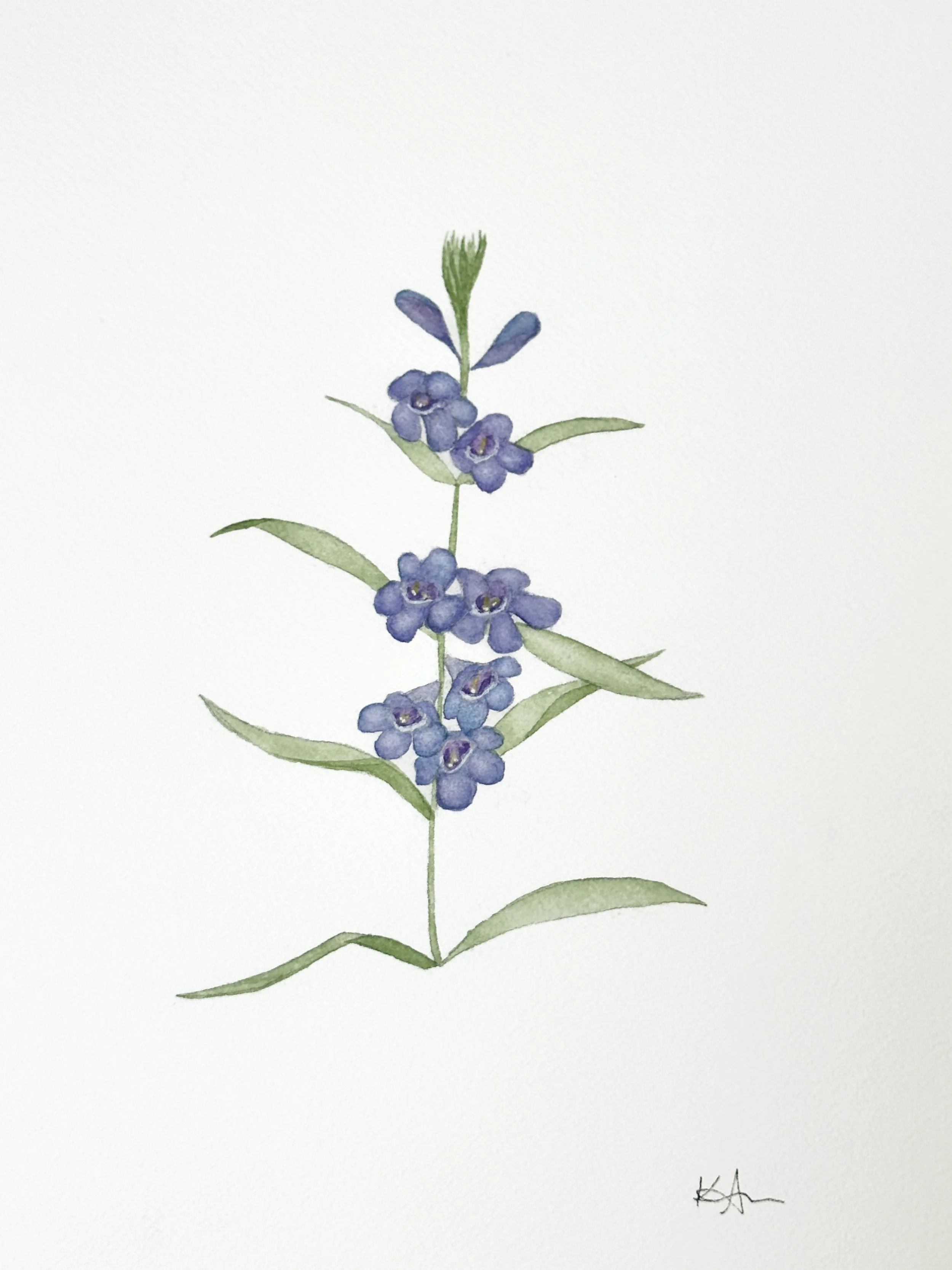rocky mountain penstemon wildflower original