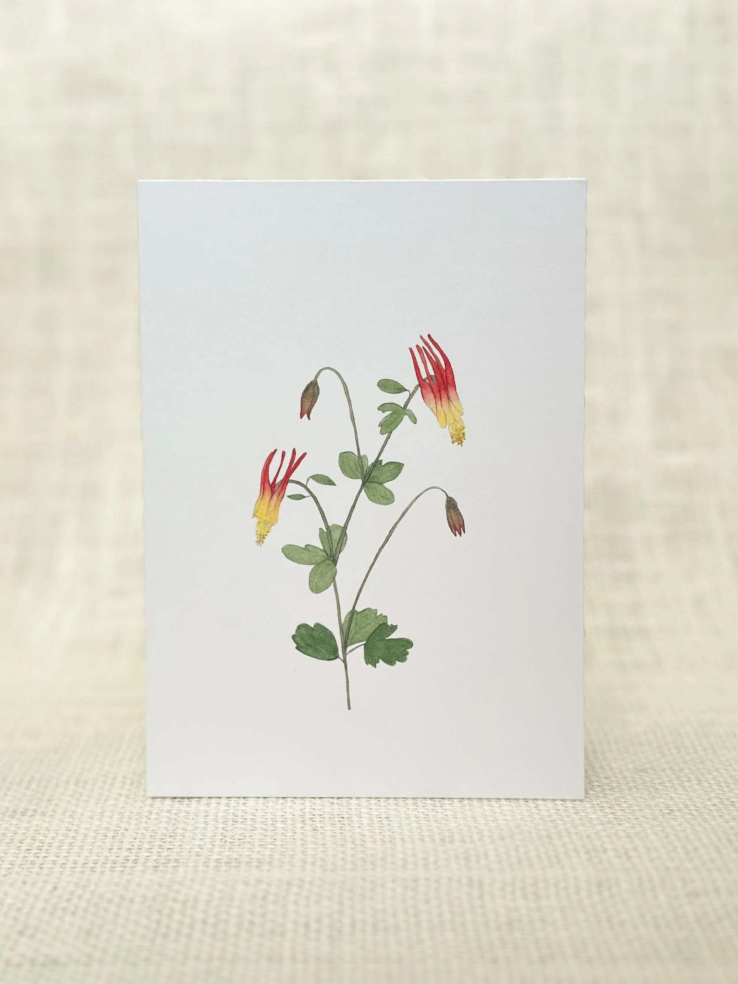 red columbine - wildflower art print card