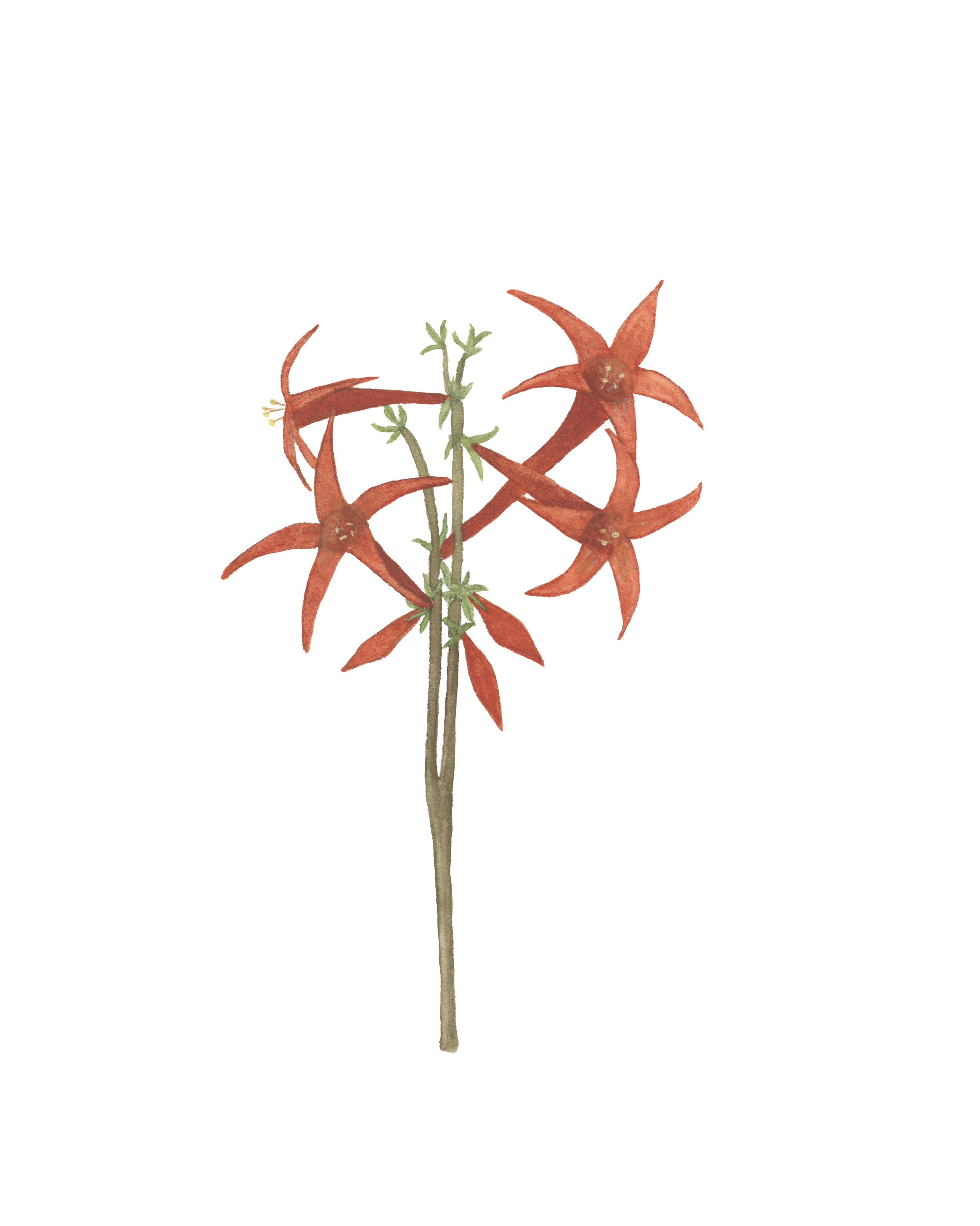 scarlettrumpet810.png