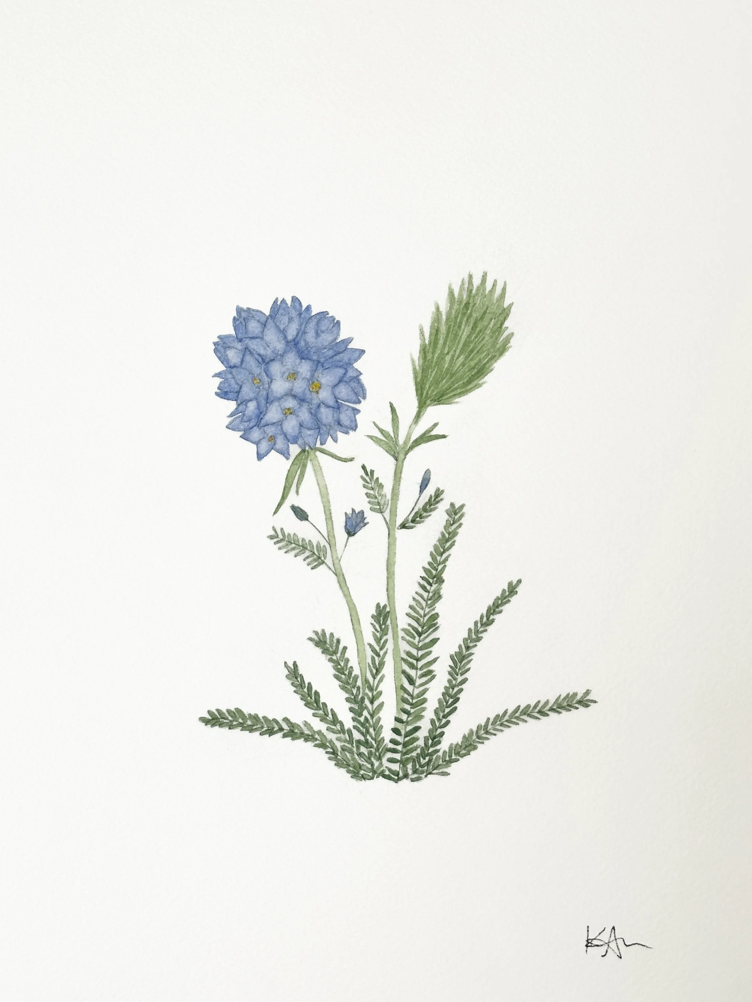 sky pilot wildflower original