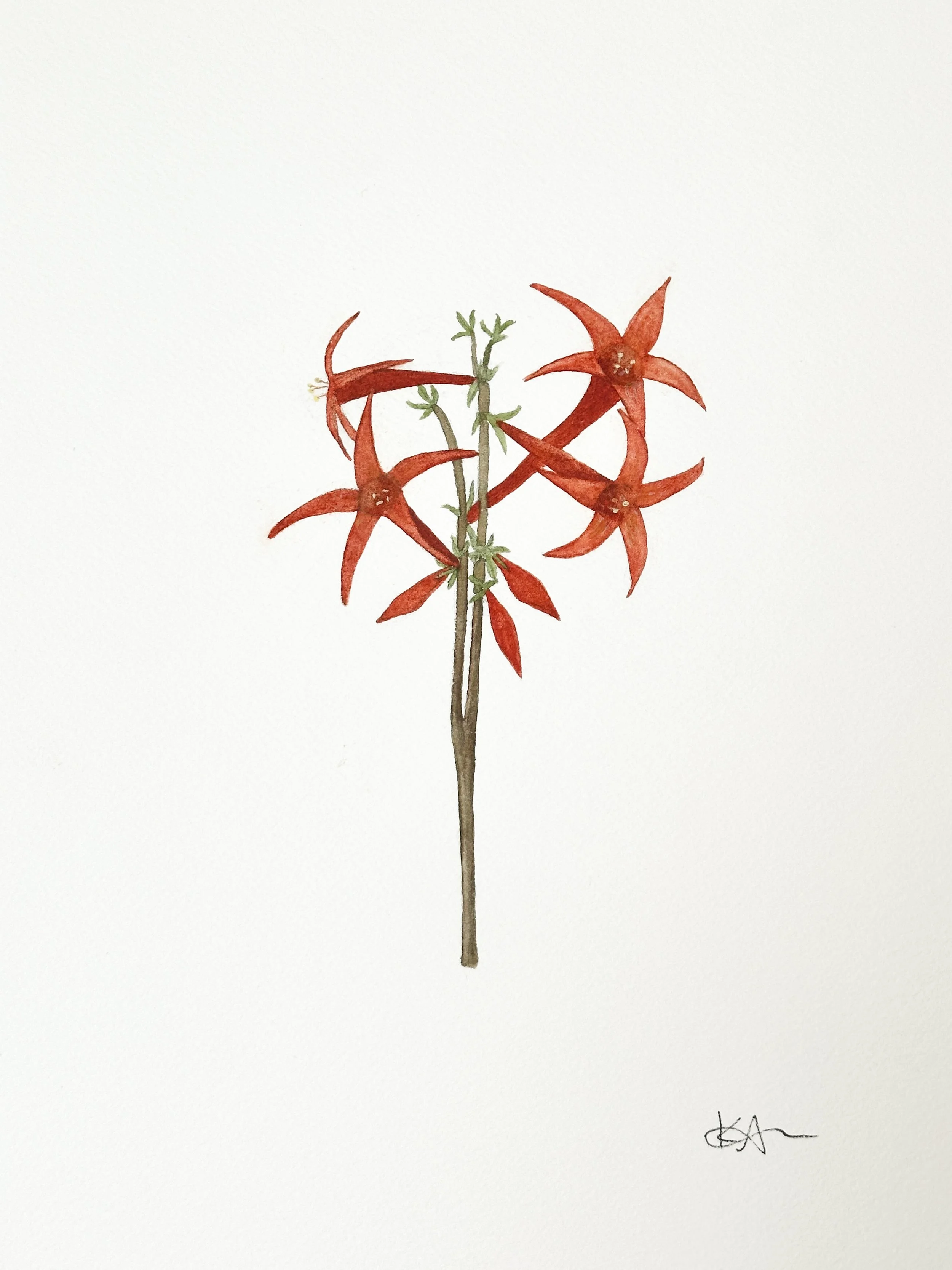 scarlet trumpet wildflower original