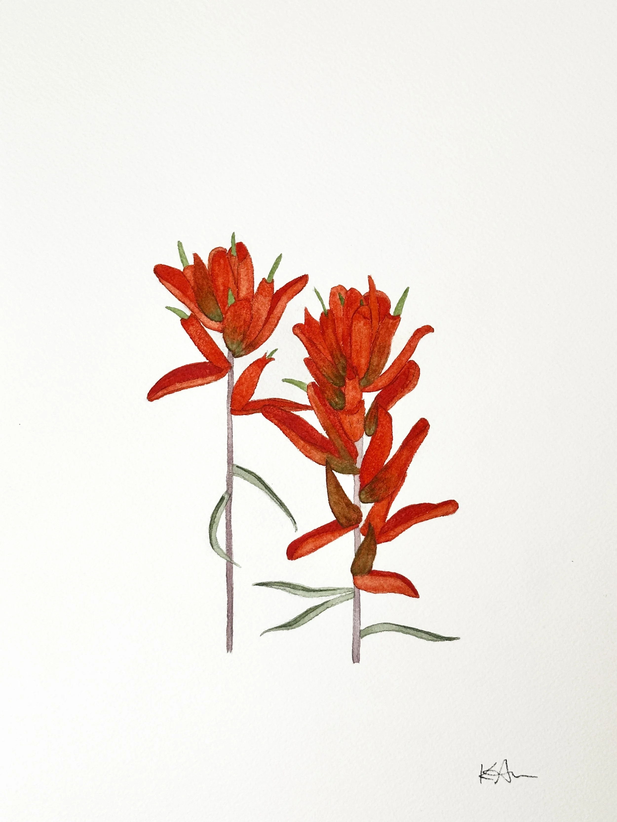 indian paintbrush wildflower original