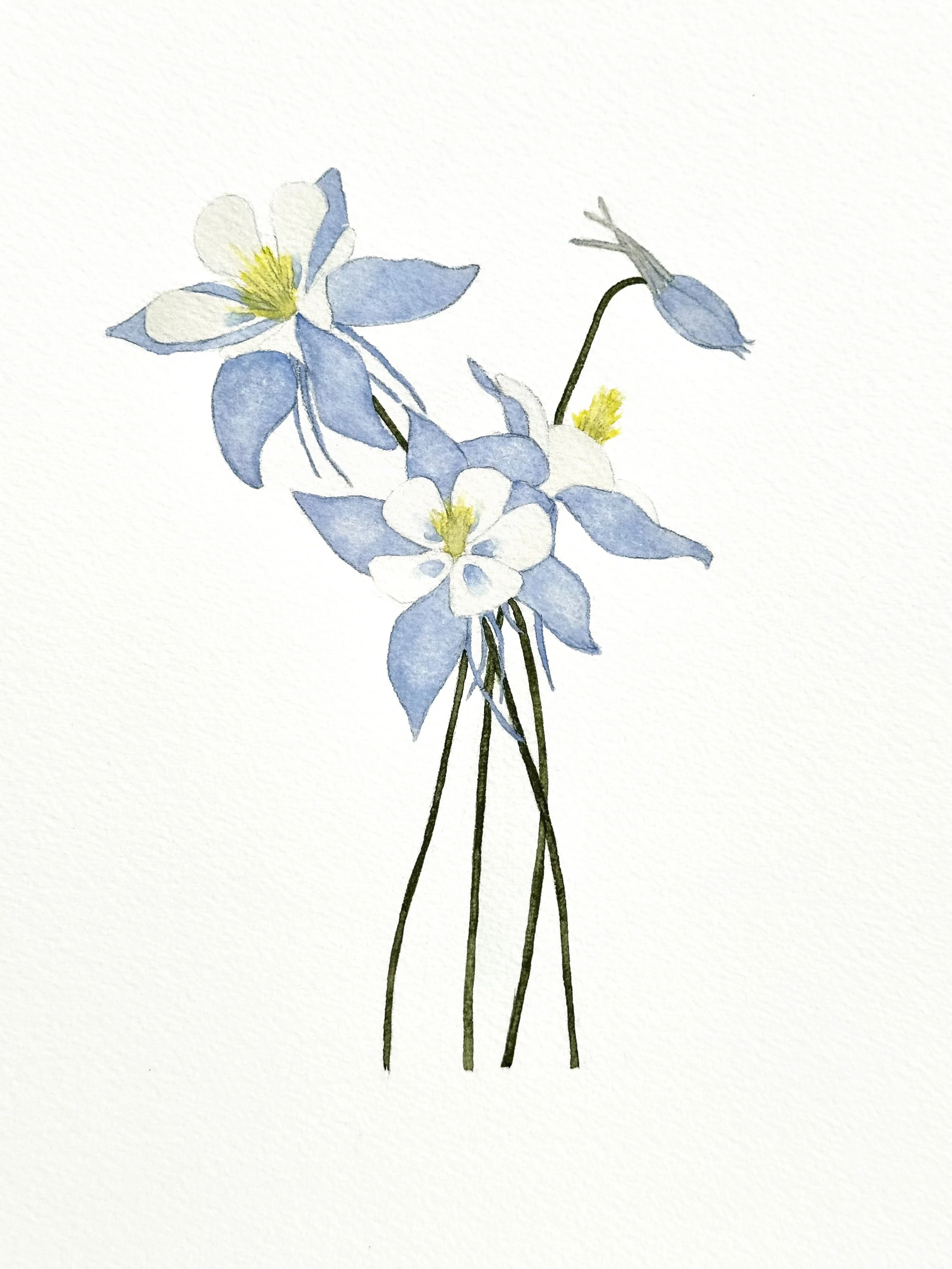 blue columbine wildflower original