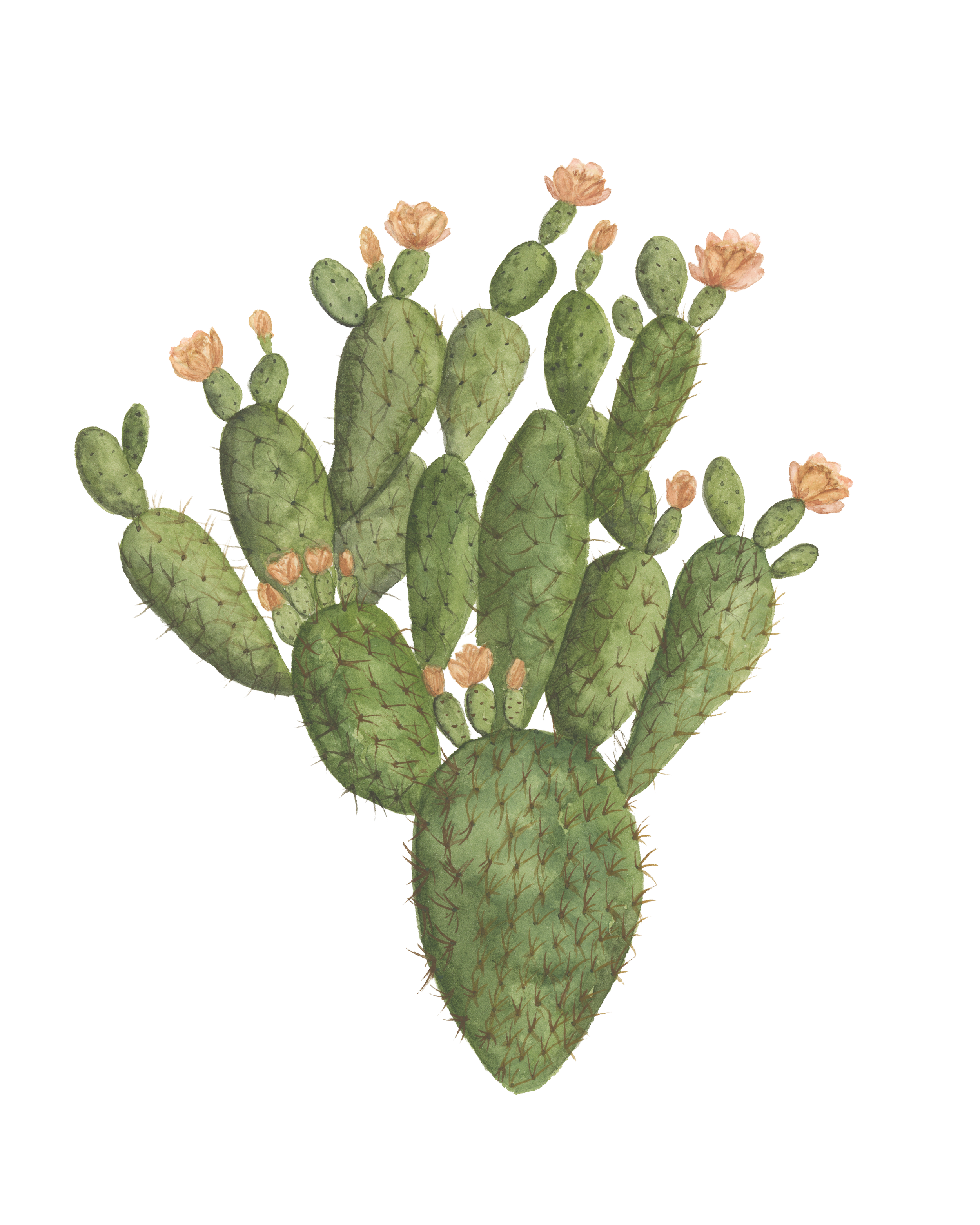 pricklypear810.png