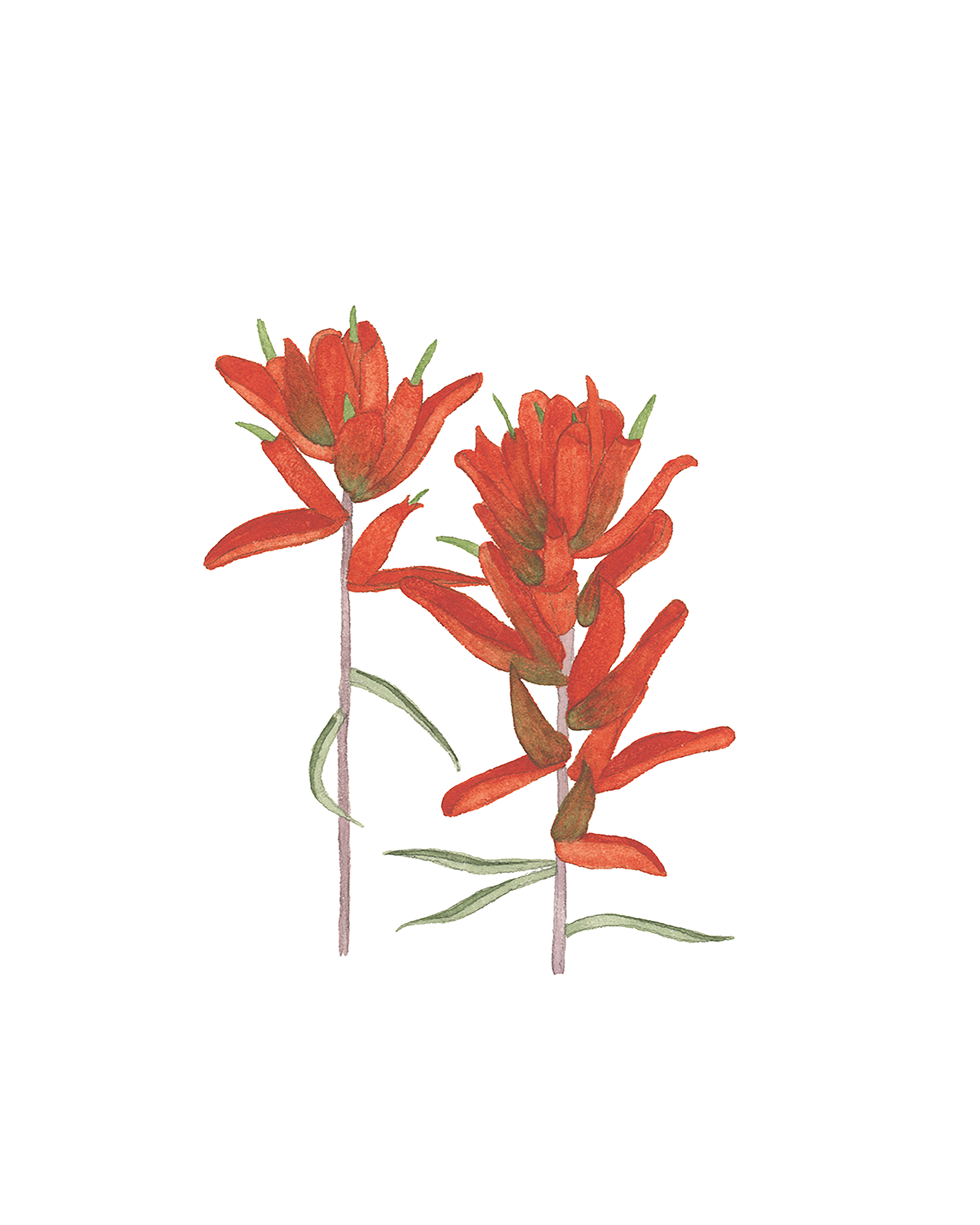indianpaintbrush810.png