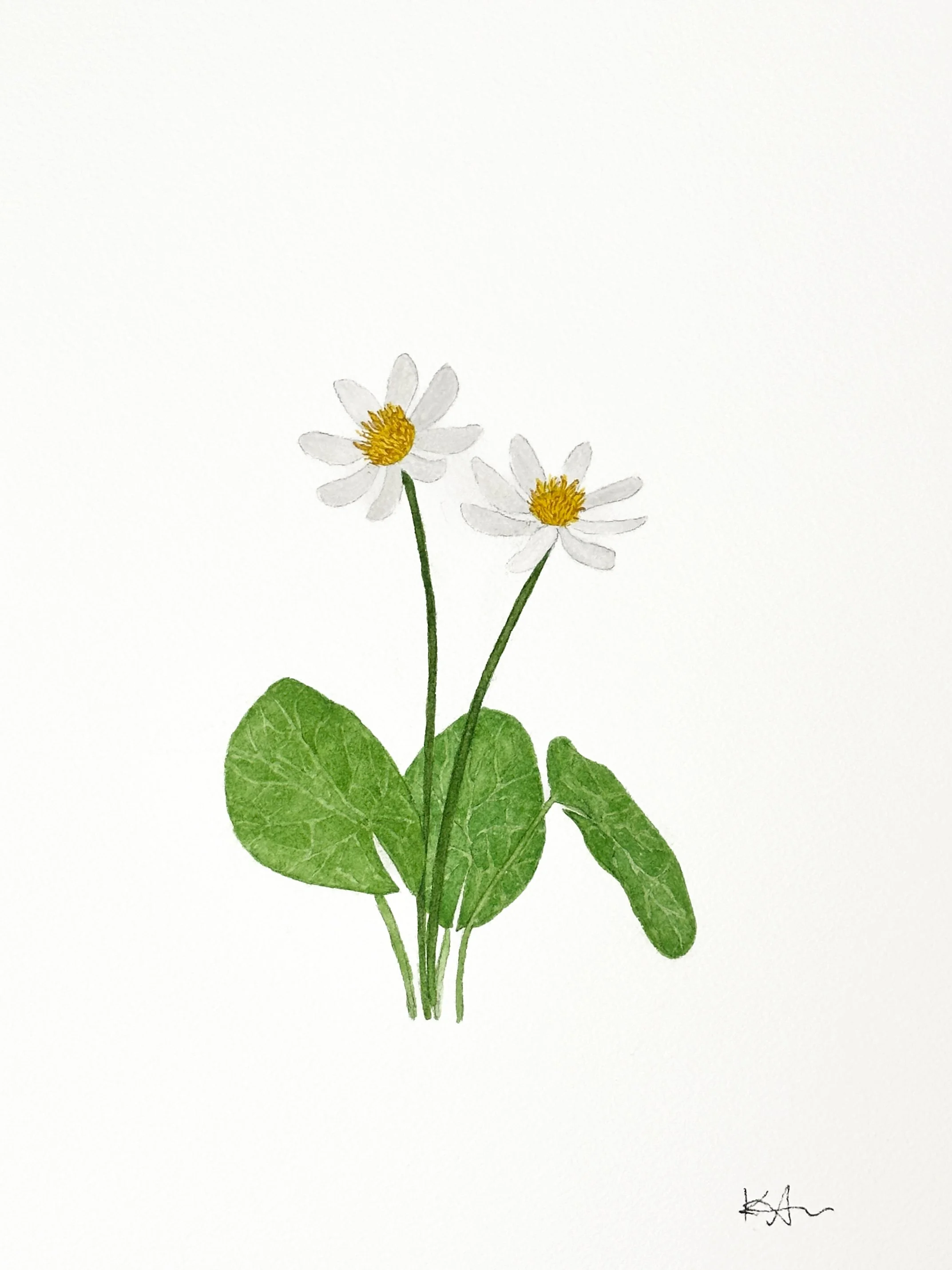 white marsh marigold wildflower original