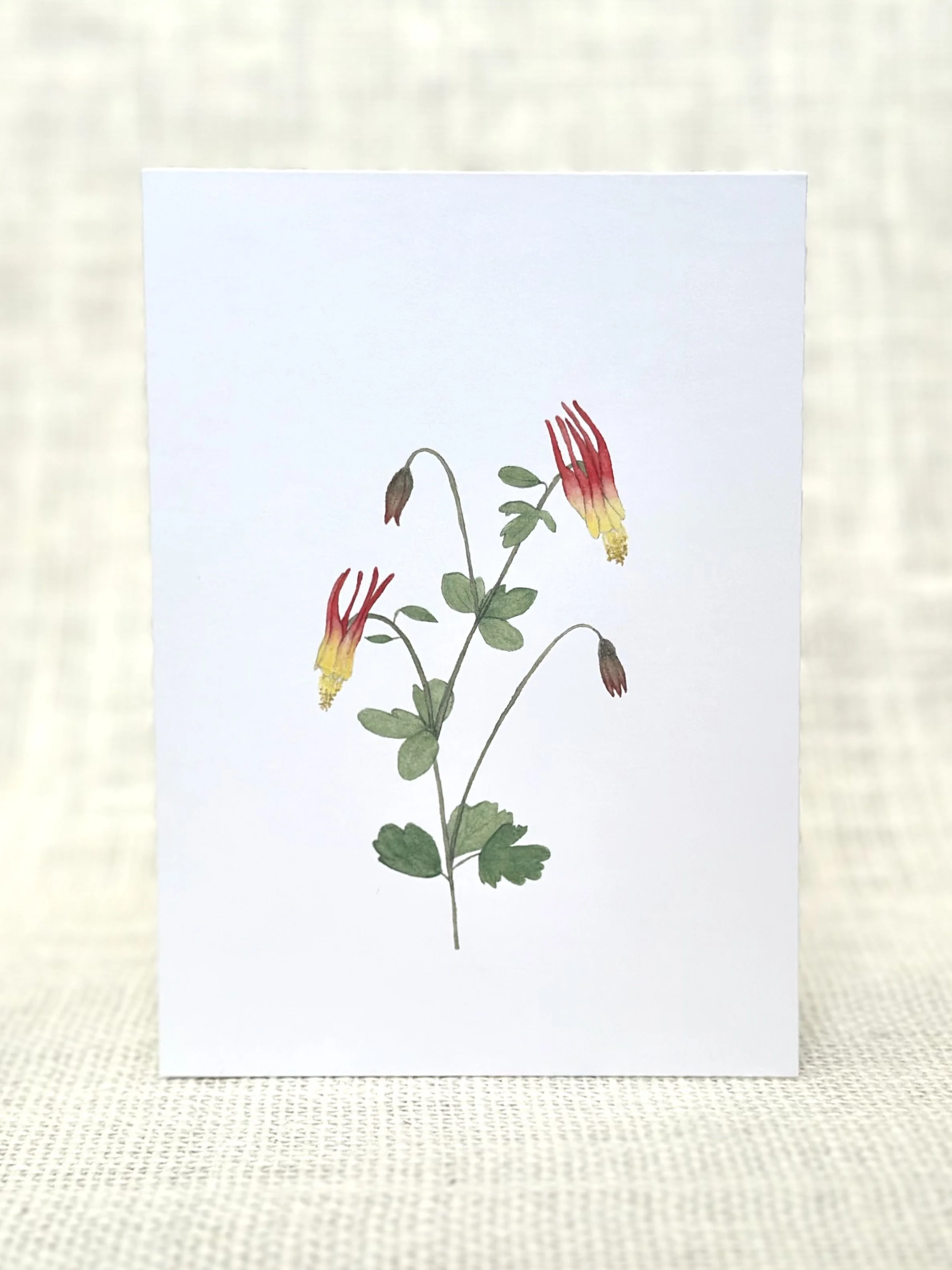 red columbine - wildflower art print card
