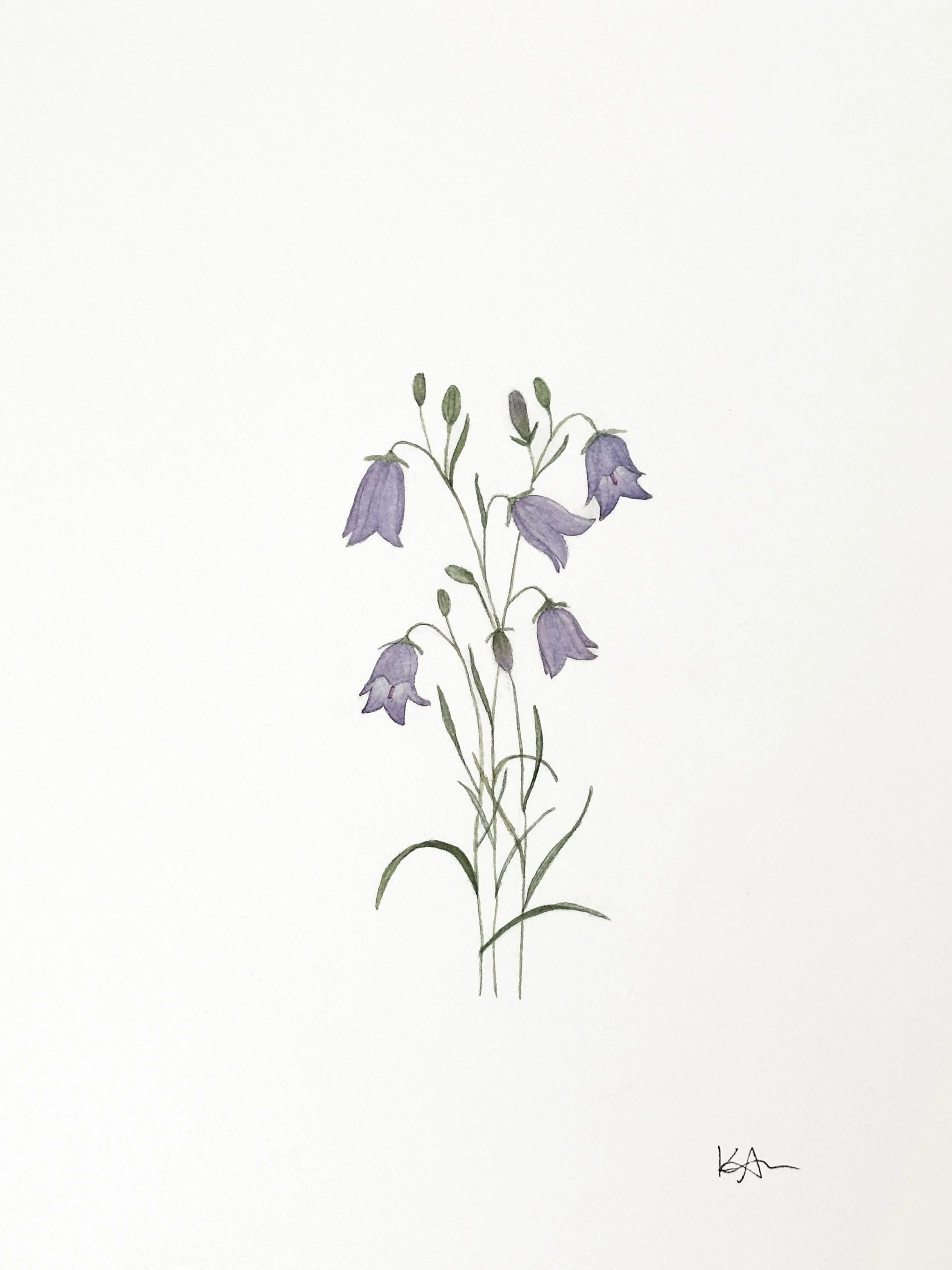 harebell wildflower original
