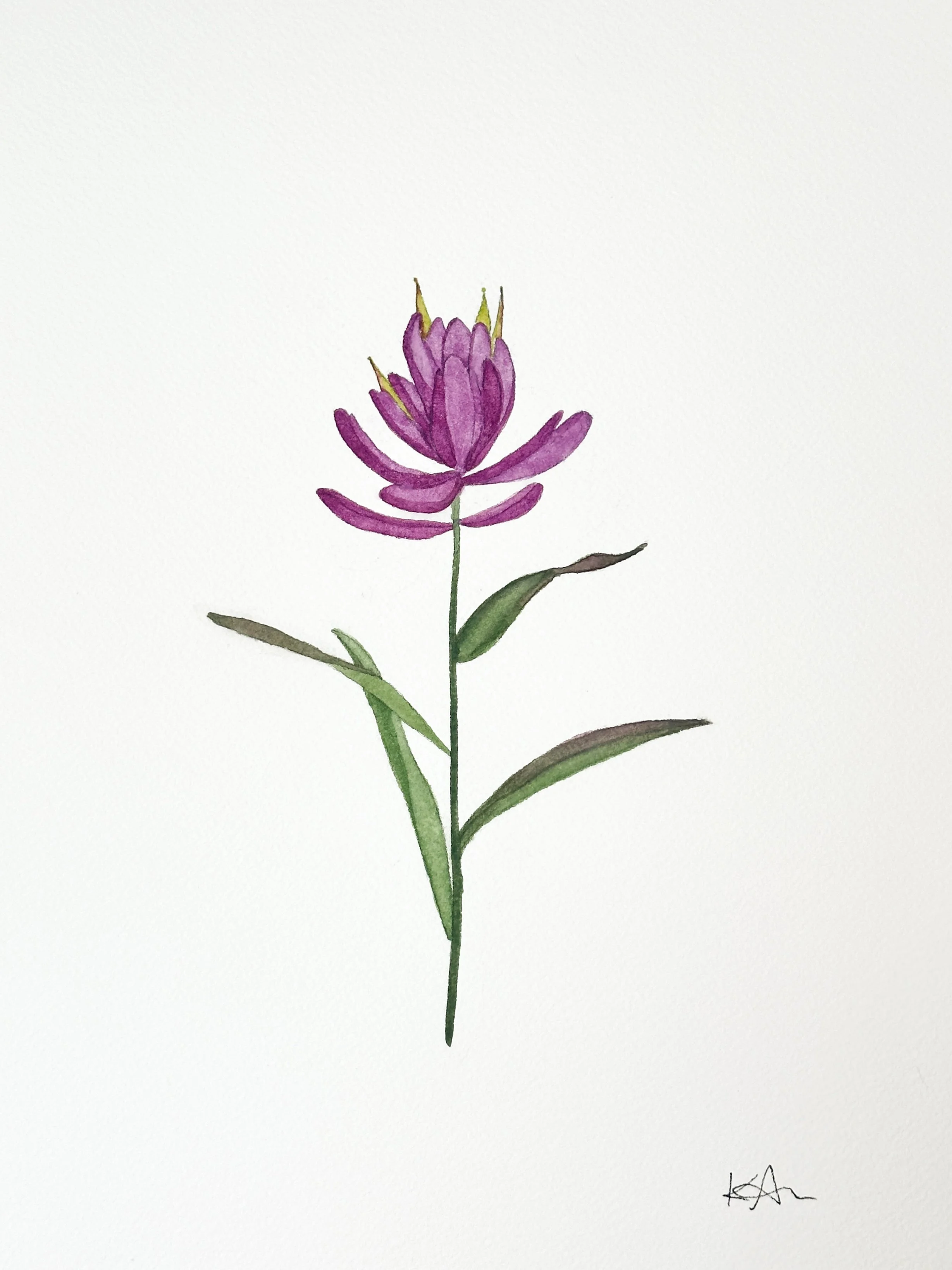 rosy paintbrush wildflower original