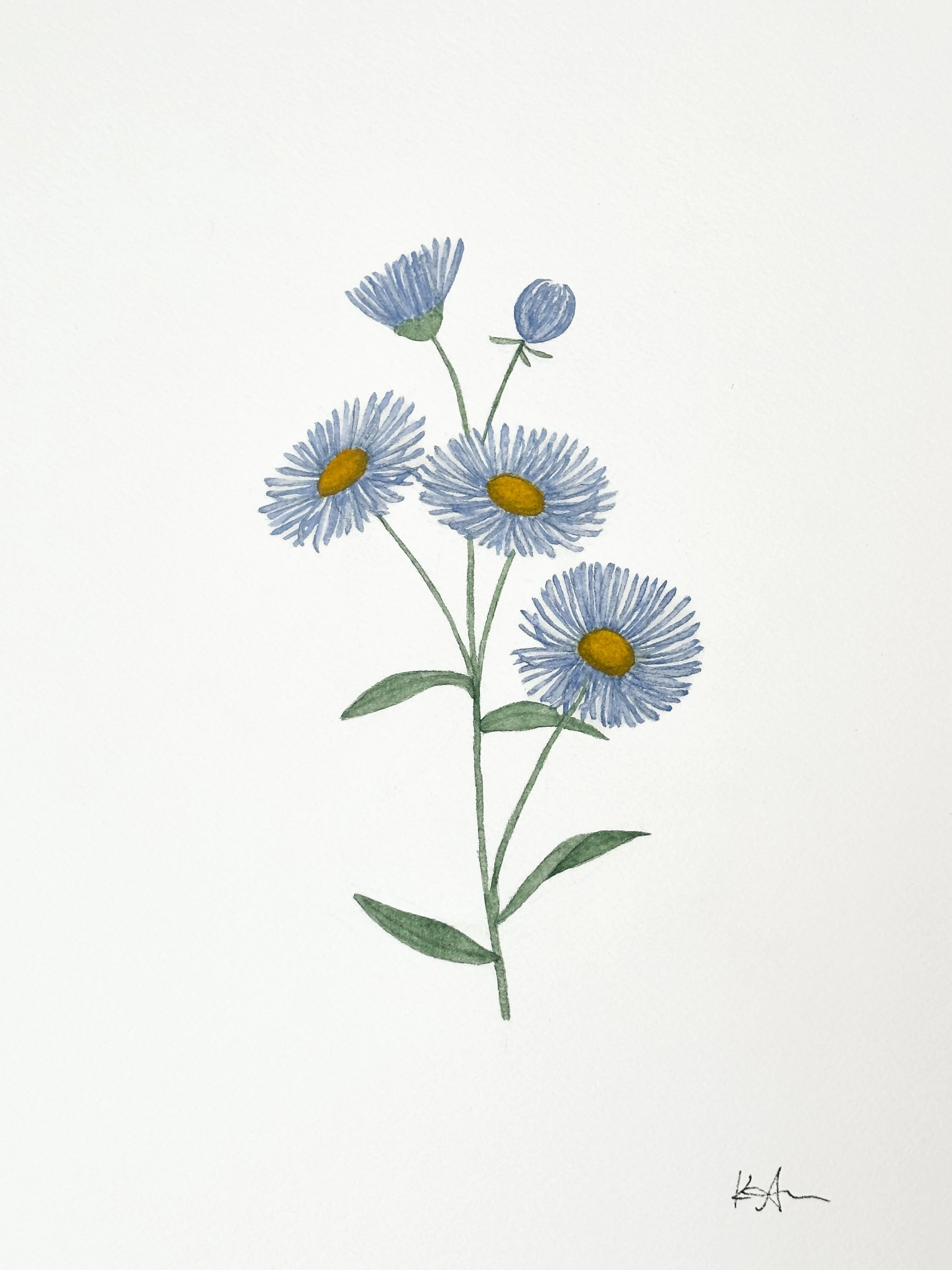 fleabane wildflower original