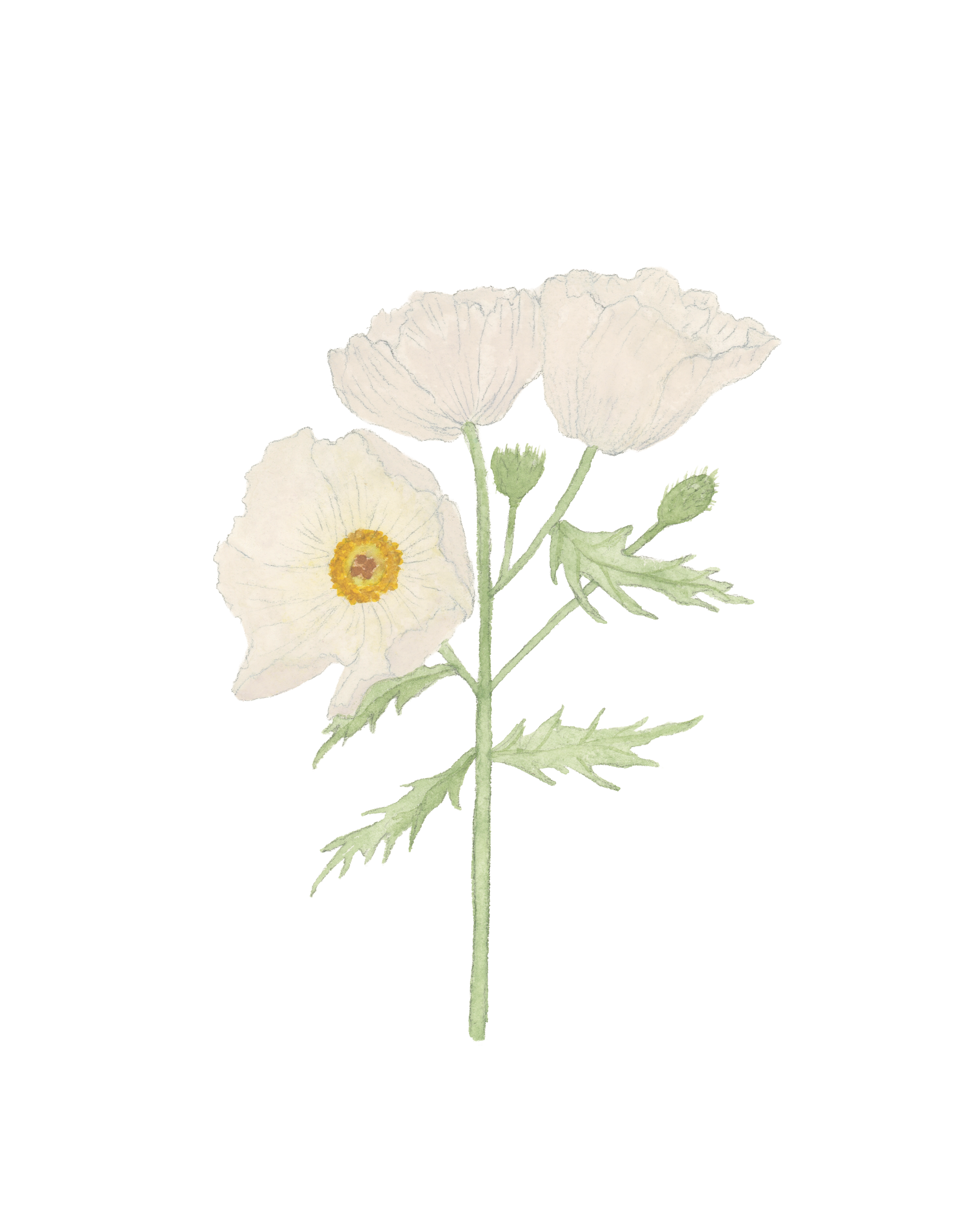 pricklypoppy810.png