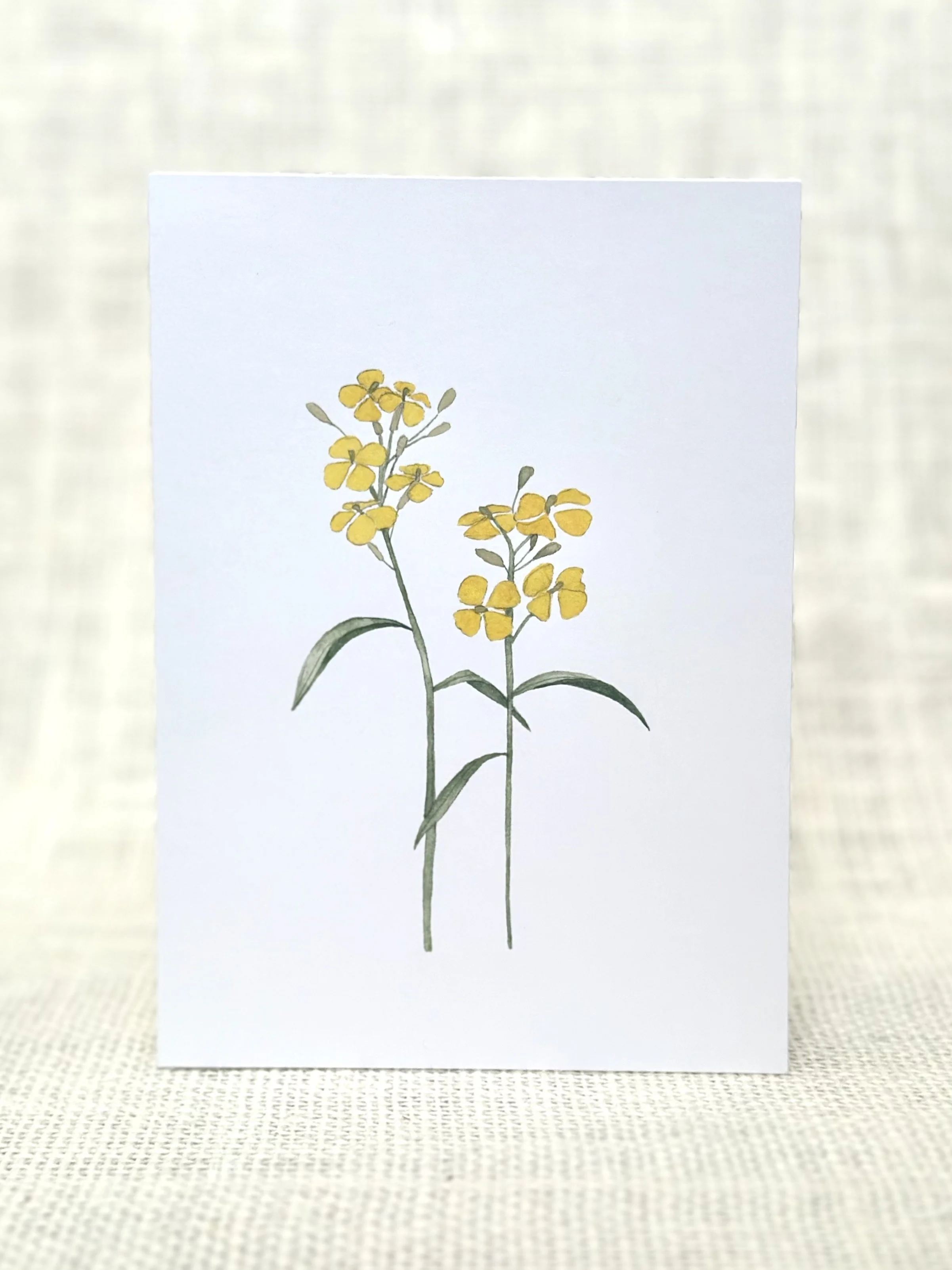 western wallflower - wildflower art print card