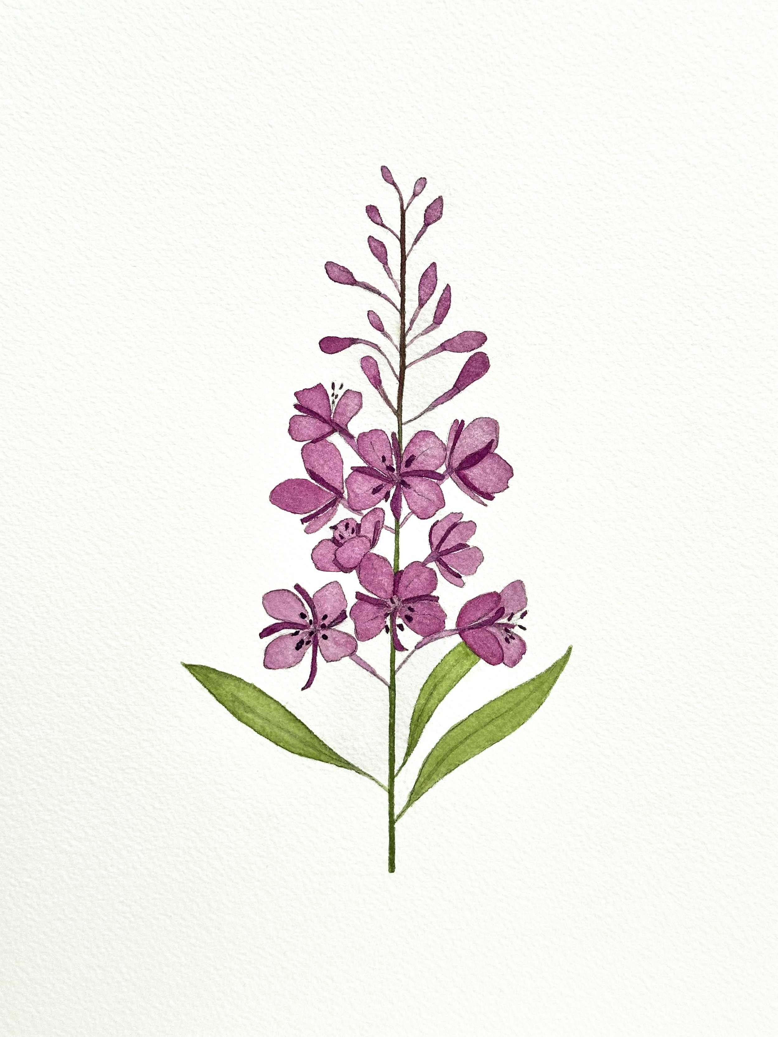 fireweed wildflower original