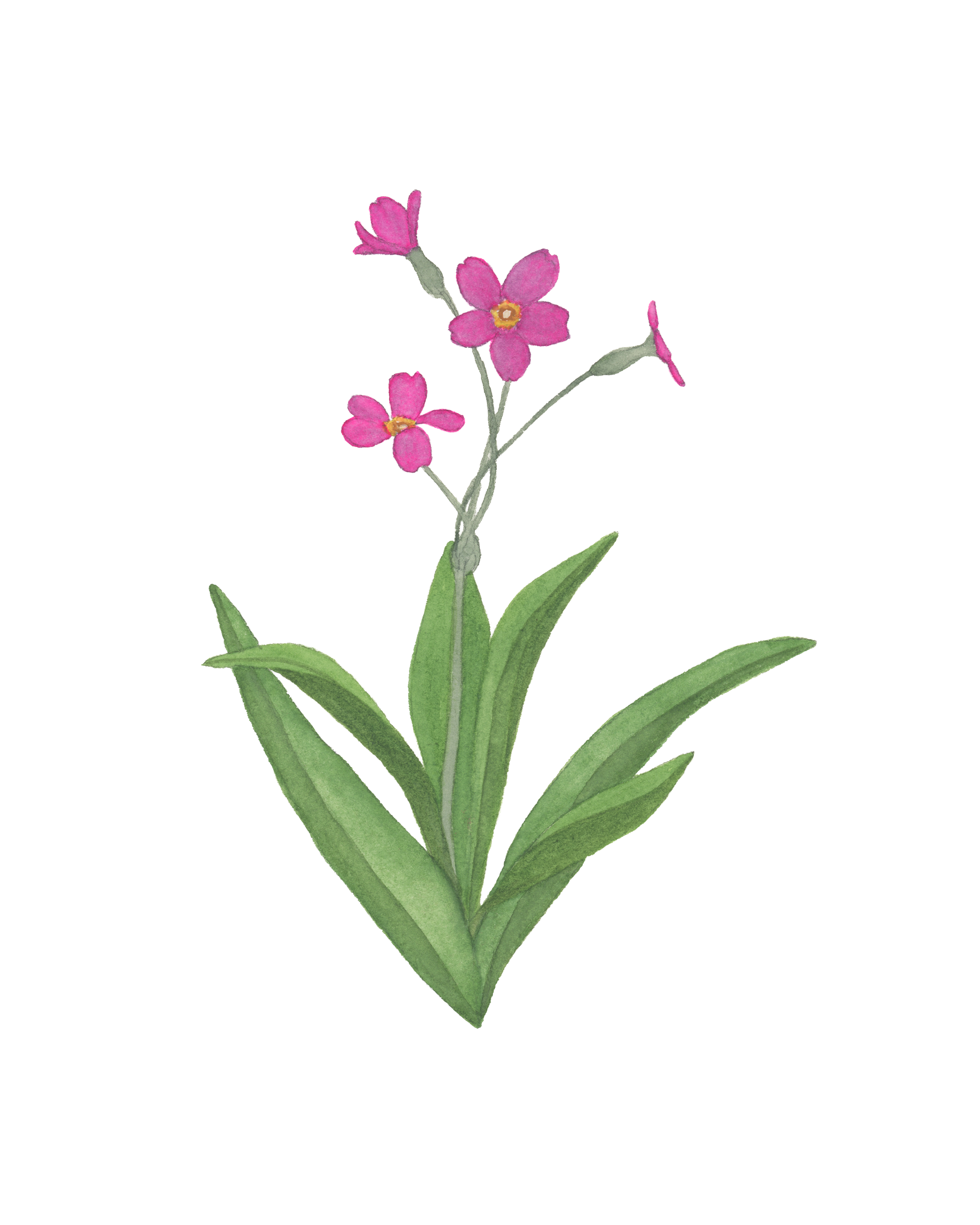 parrysprimrose810.png