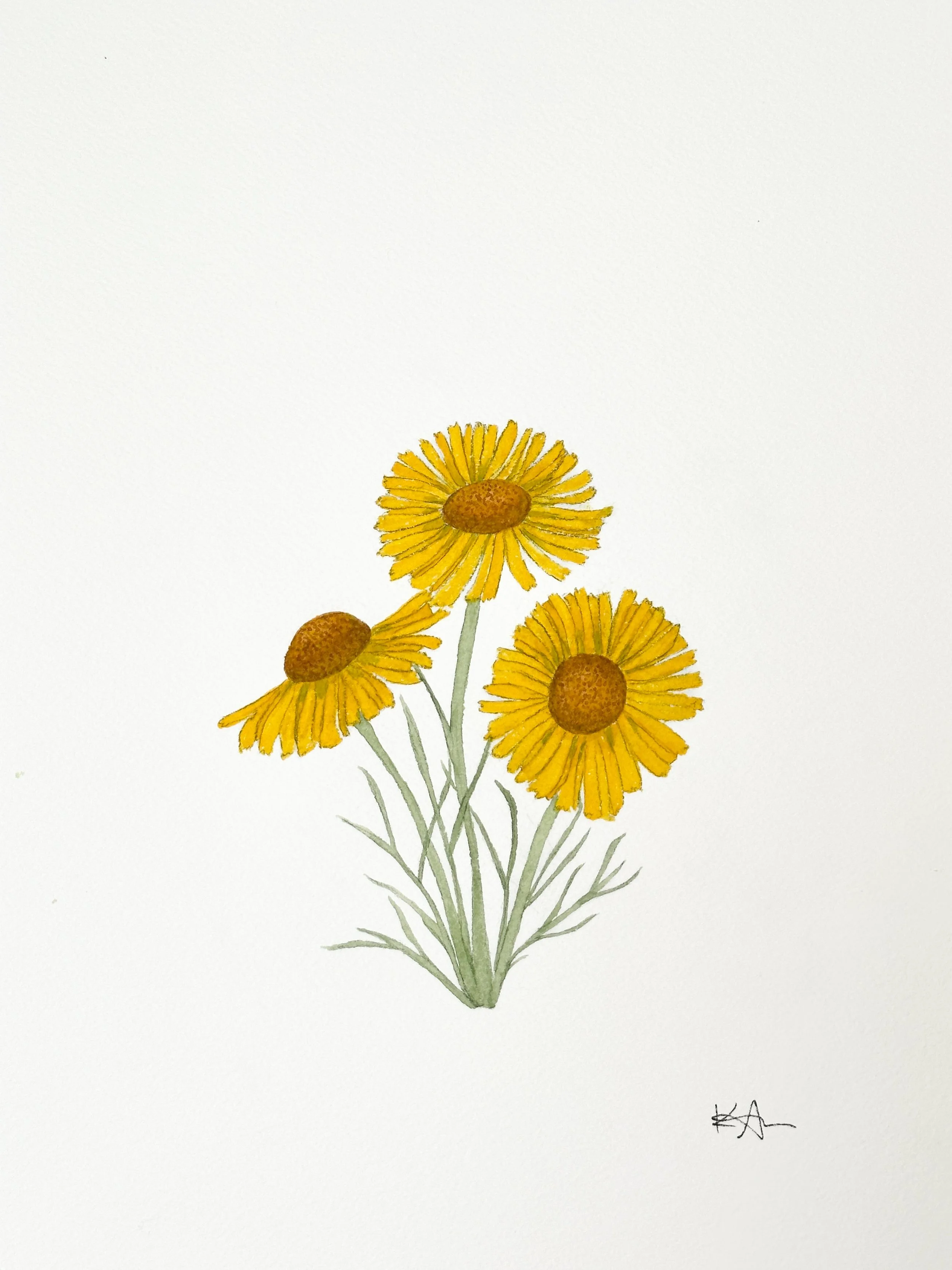 old man of the mountain wildflower original