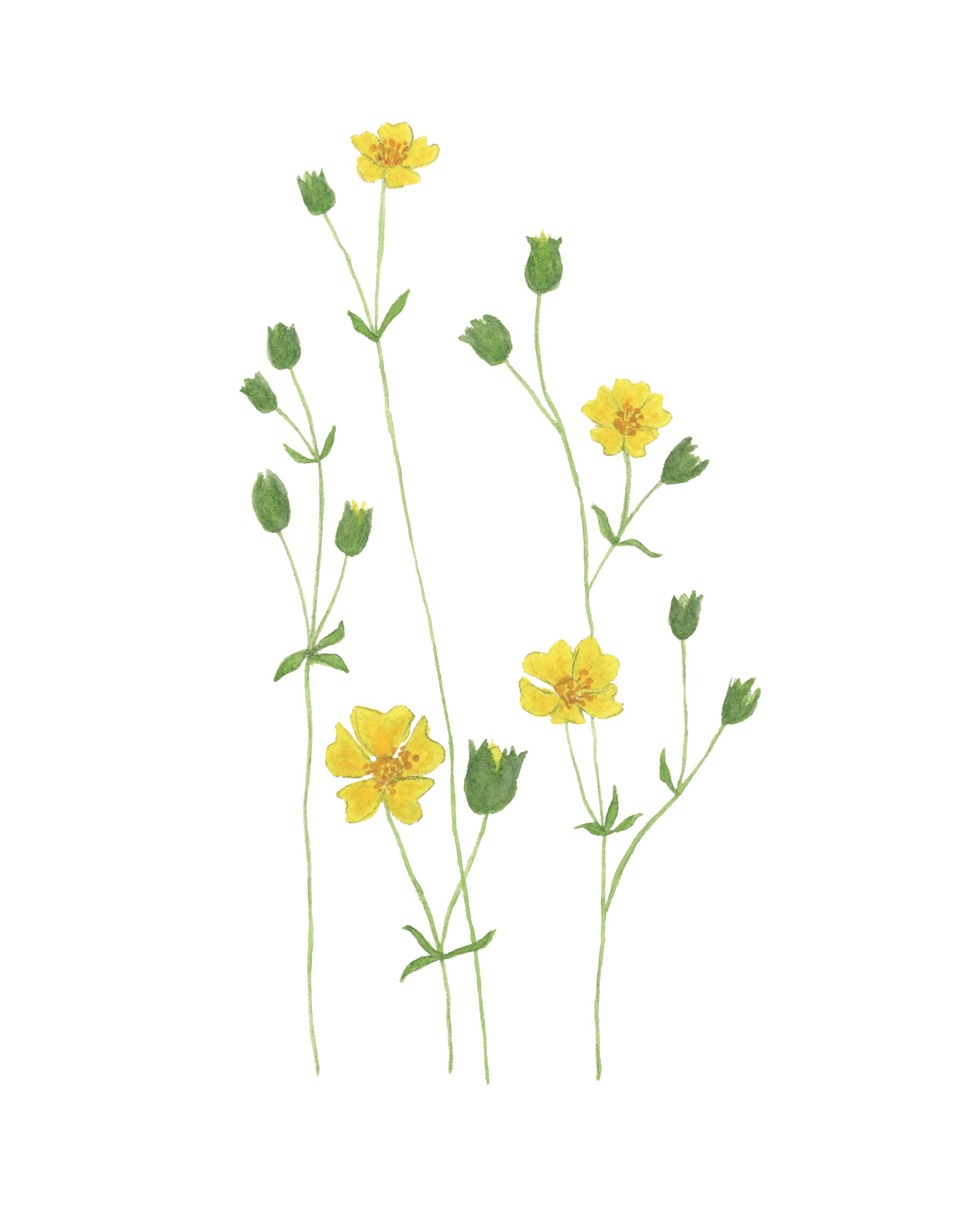 cinquefoil810.png