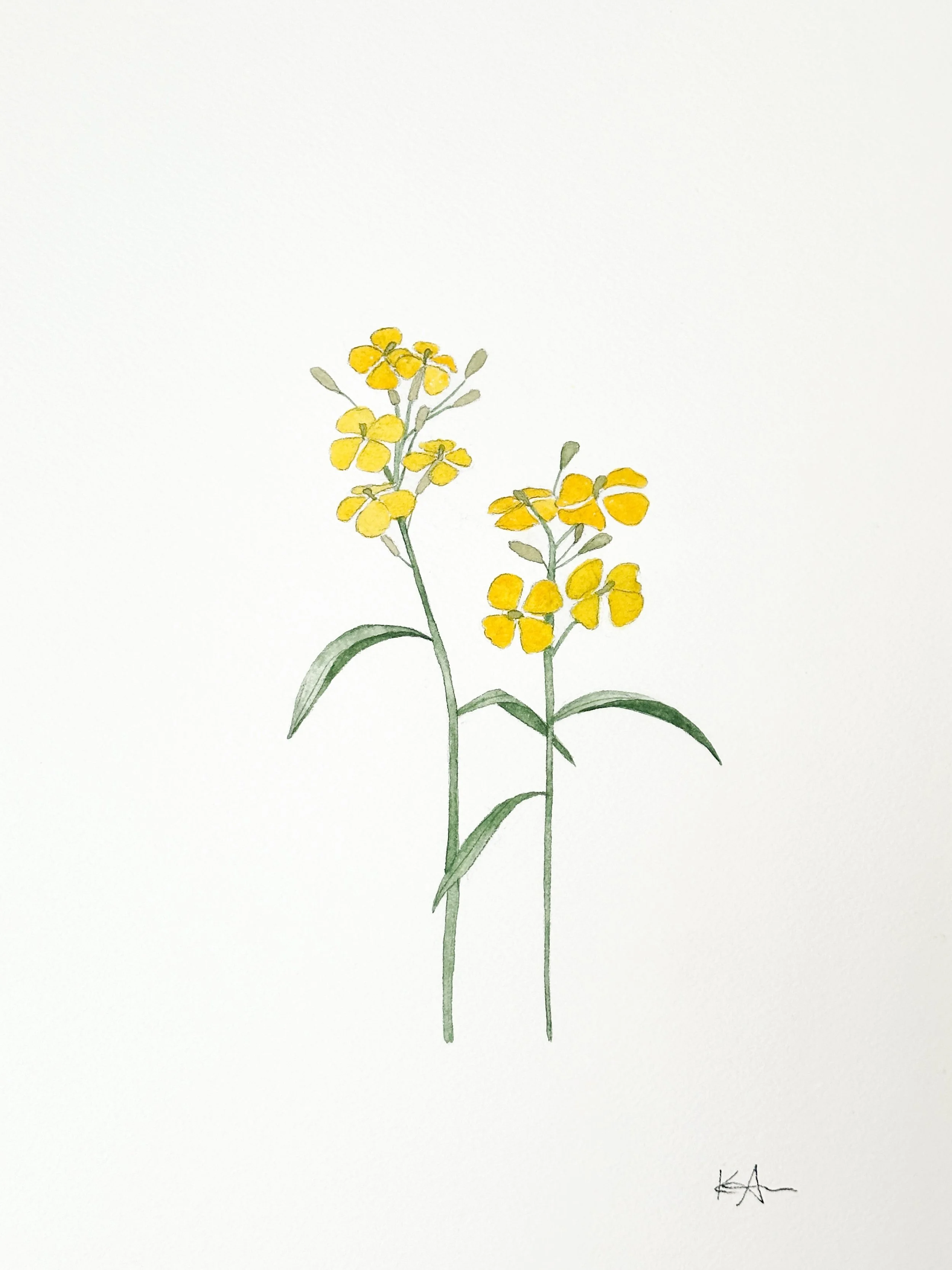 western wallflower wildflower original