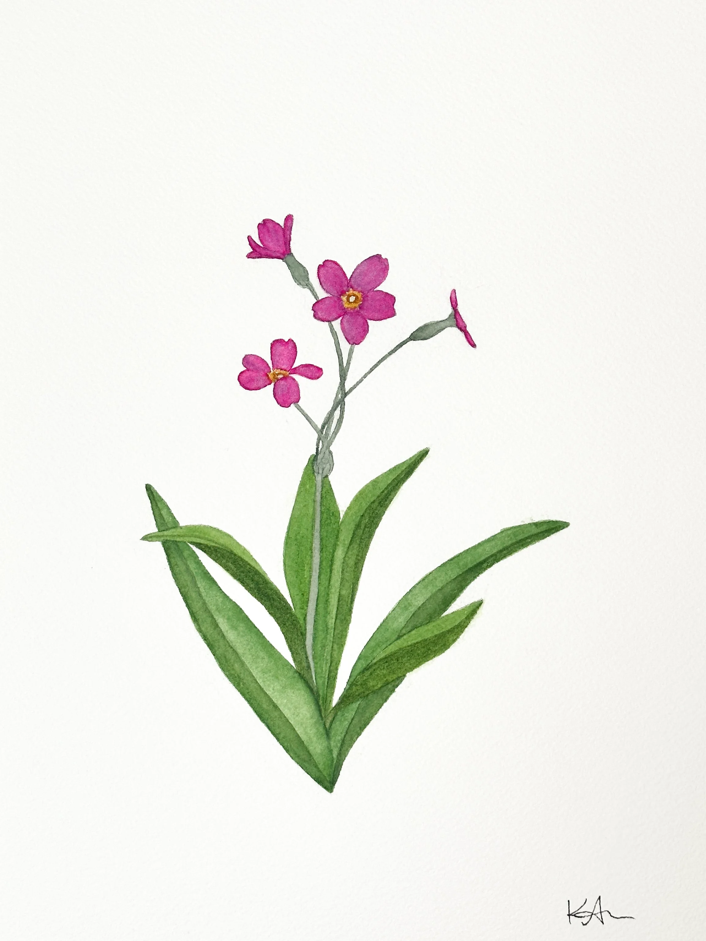 parry's primrose wildflower original