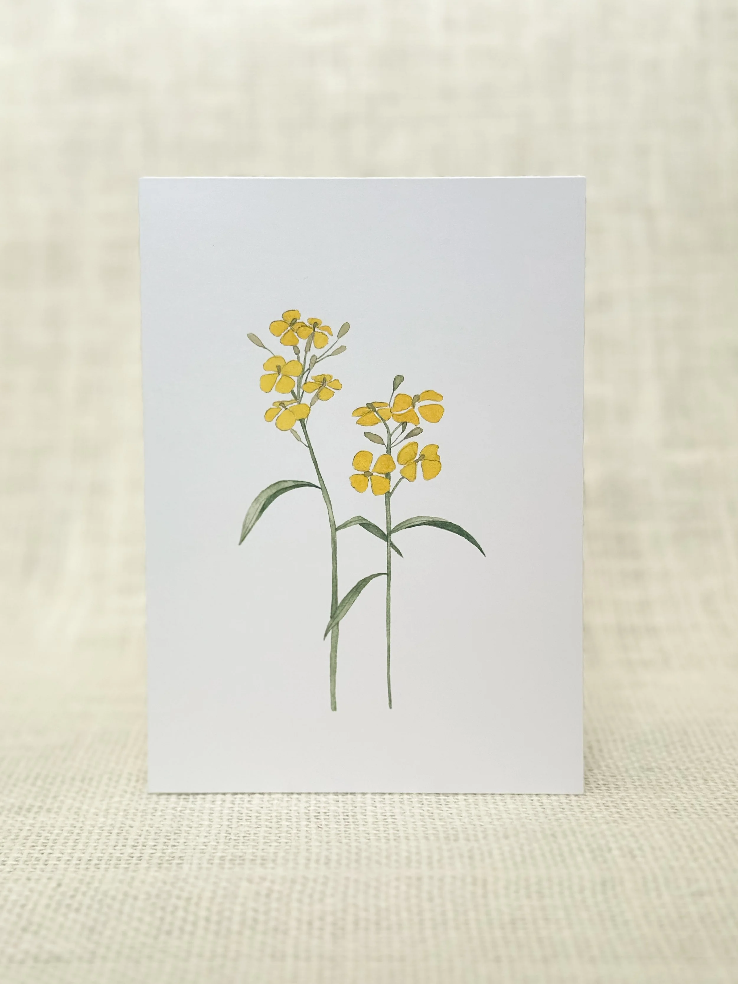 western wallflower - wildflower art print card