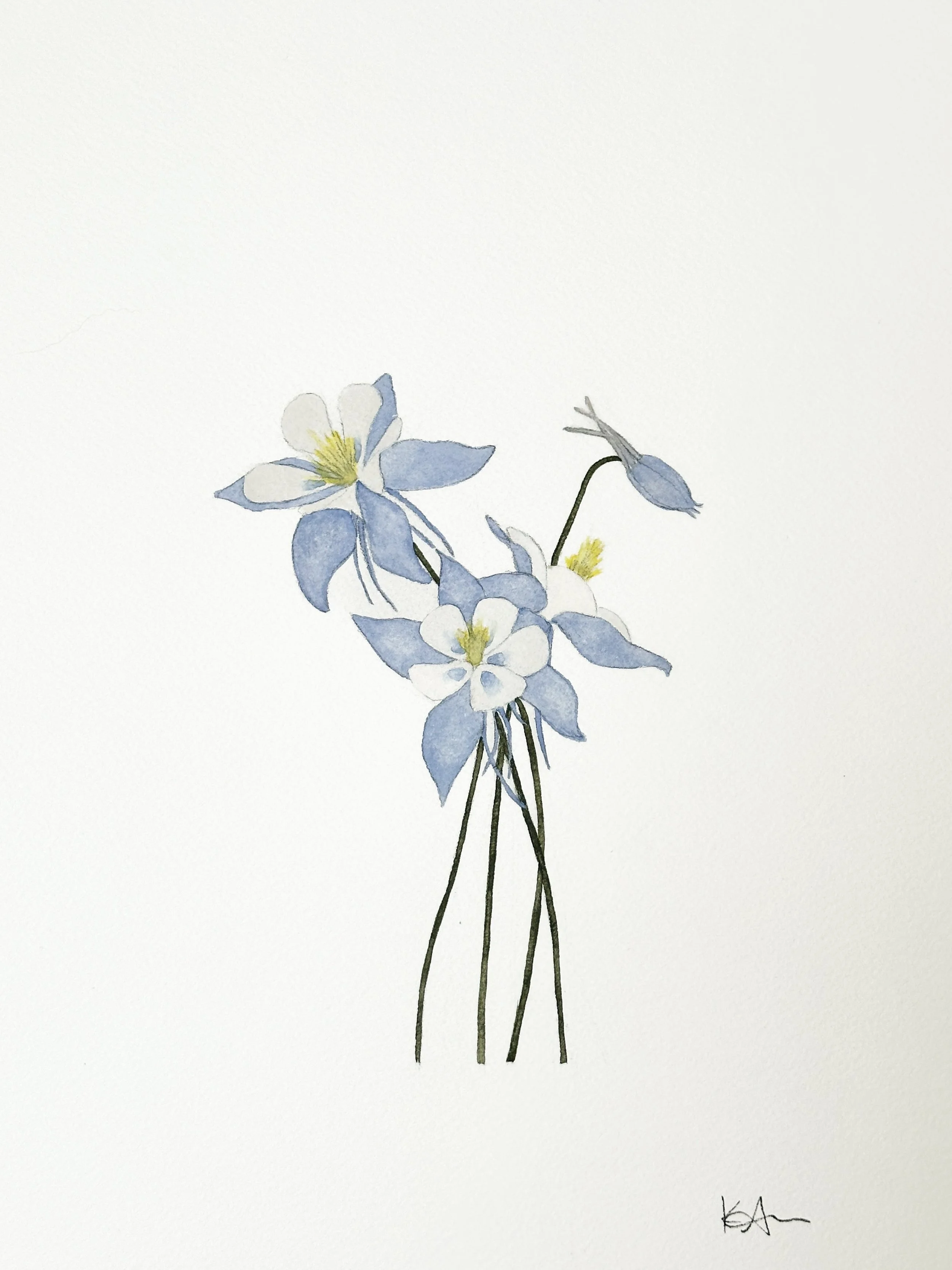 blue columbine wildflower original