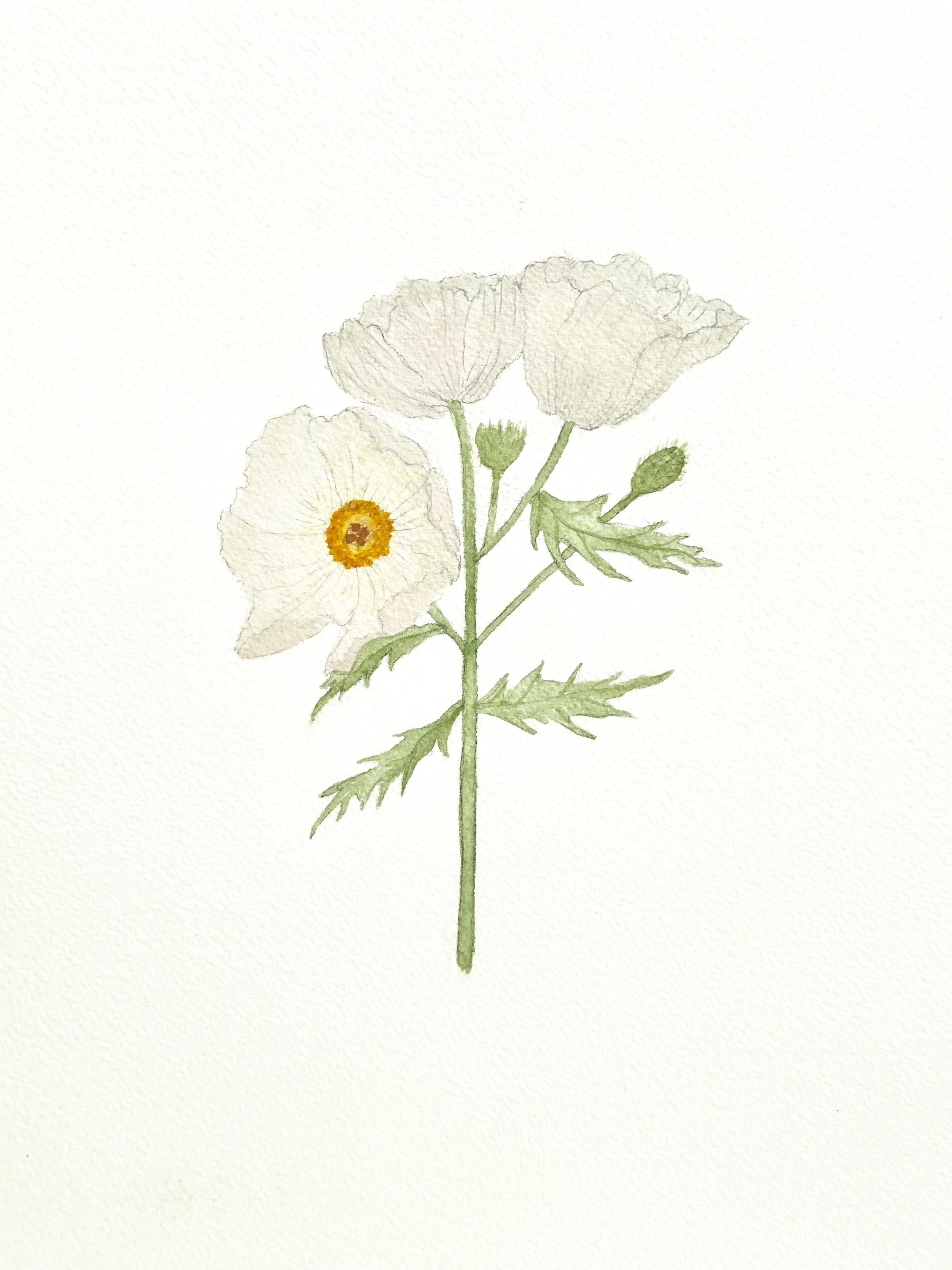 white prickly poppy wildflower original