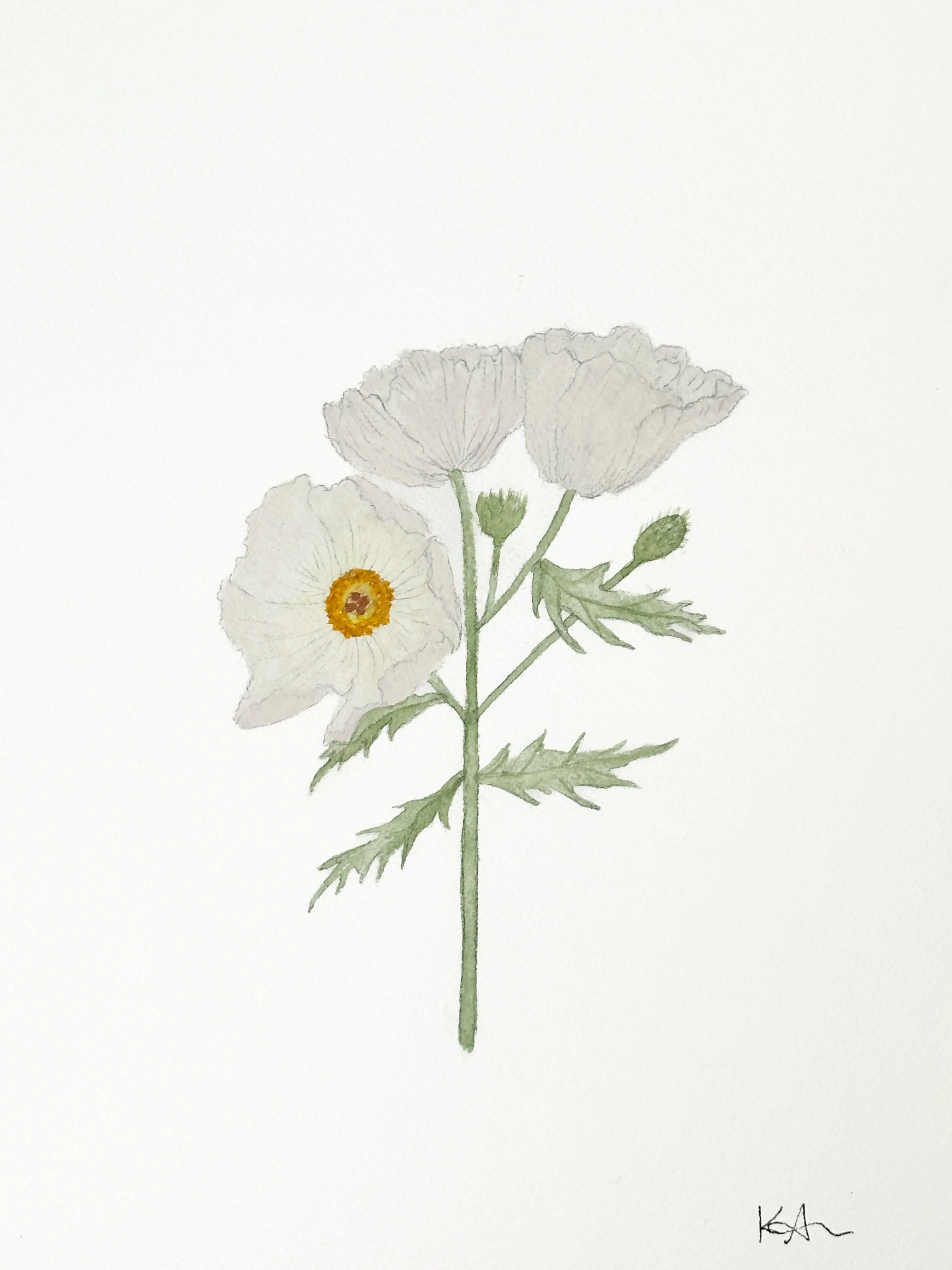 white prickly poppy wildflower original