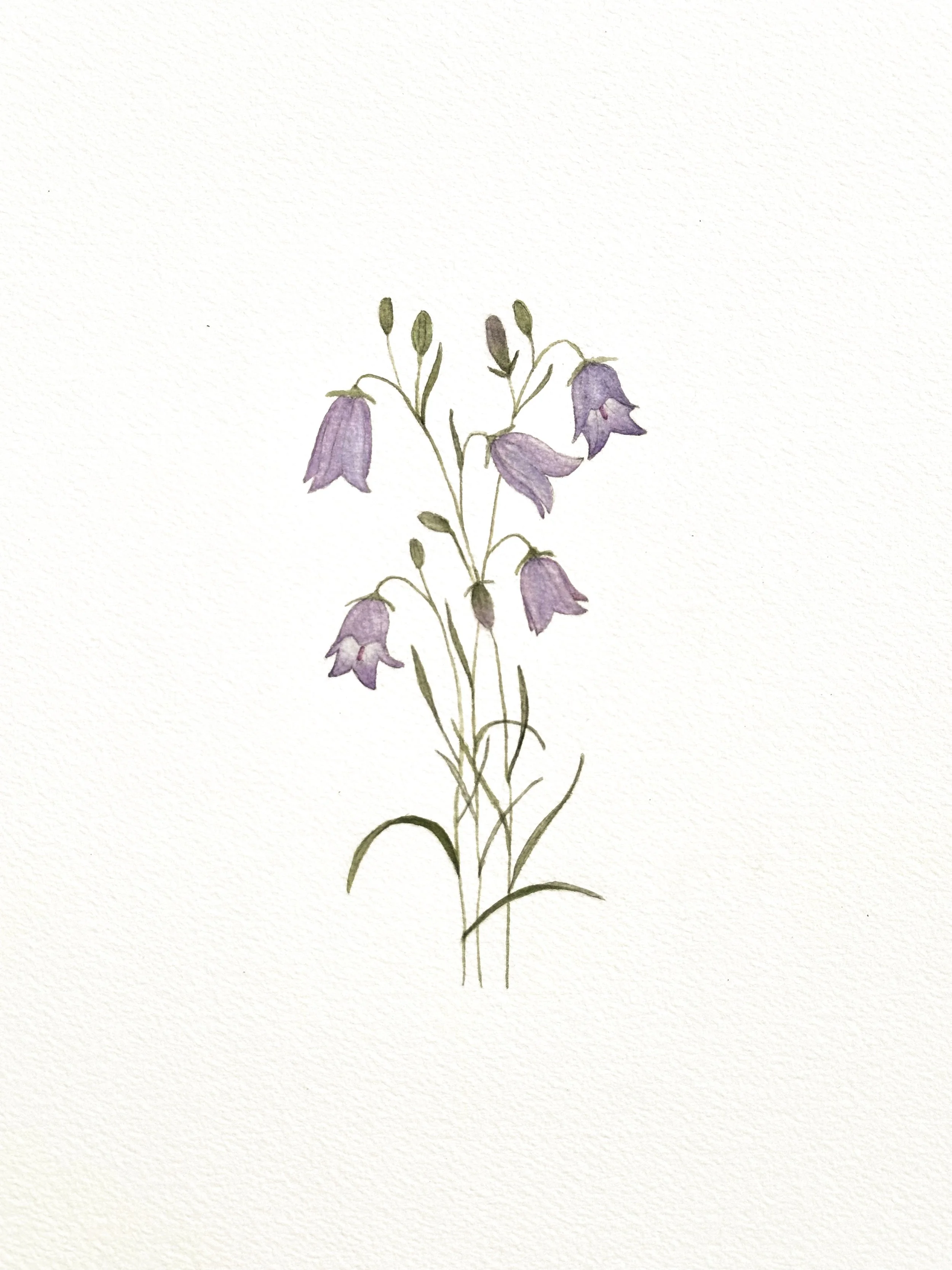 harebell wildflower original