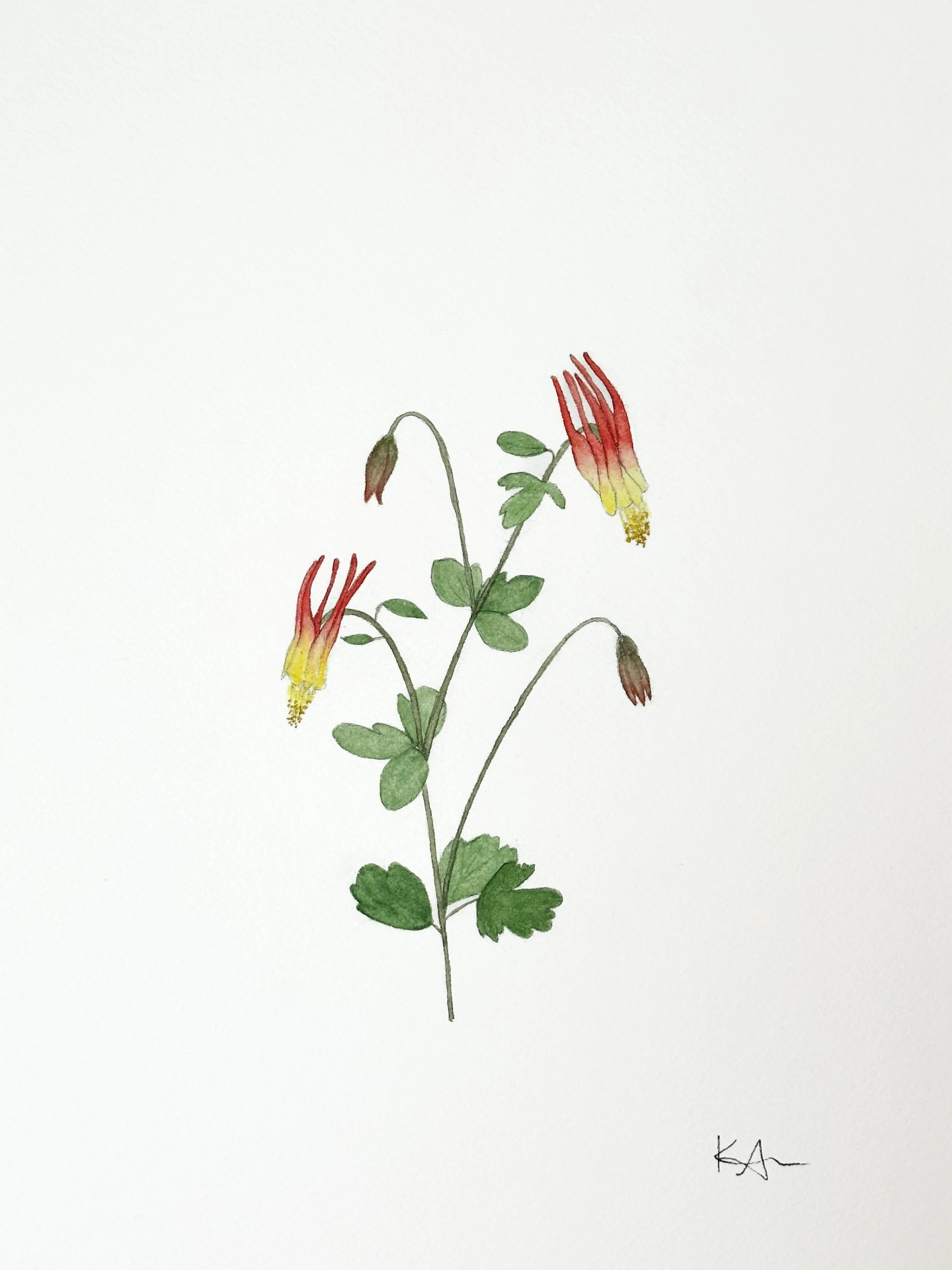 western red columbine wildflower original