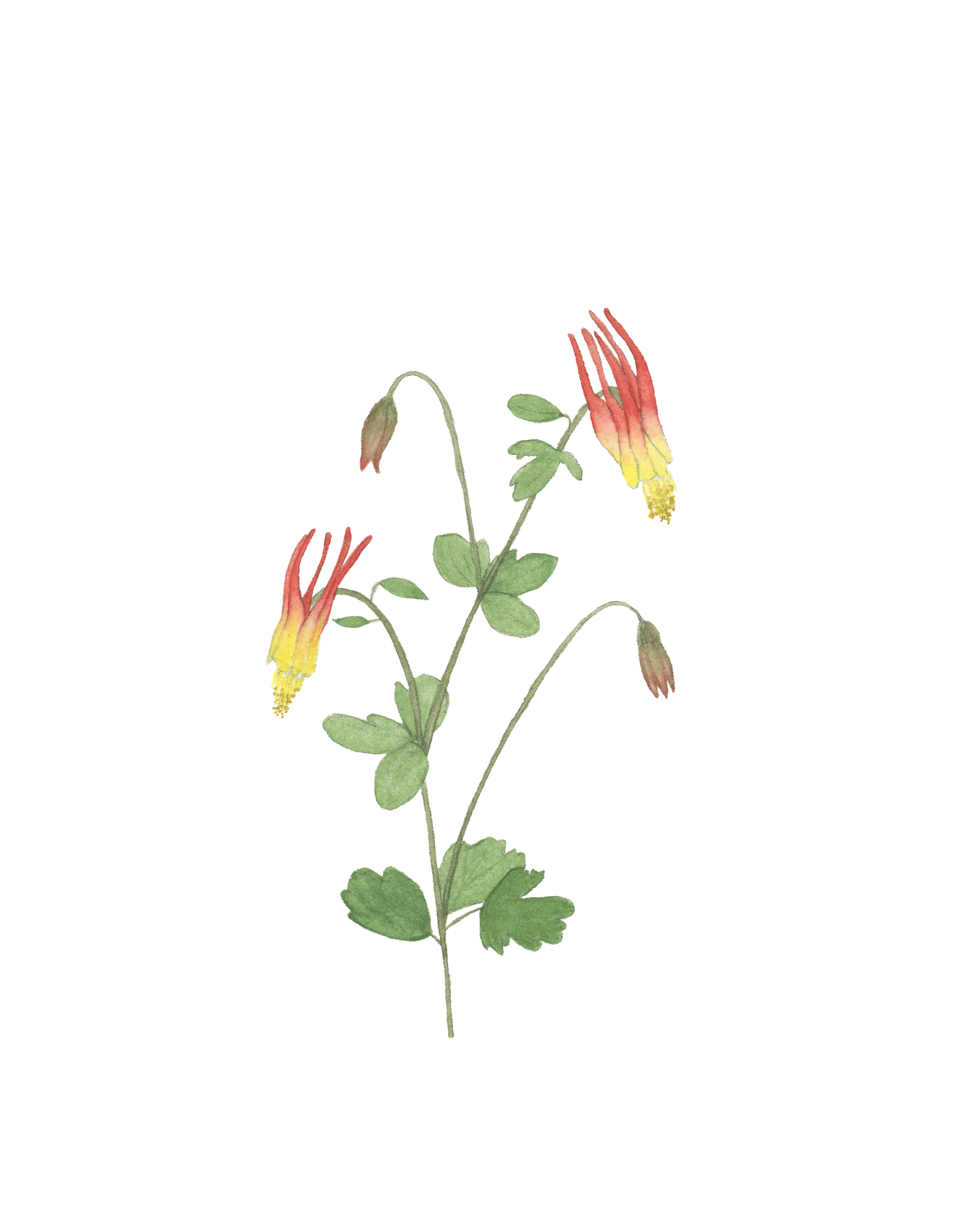 redcolumbine810.png