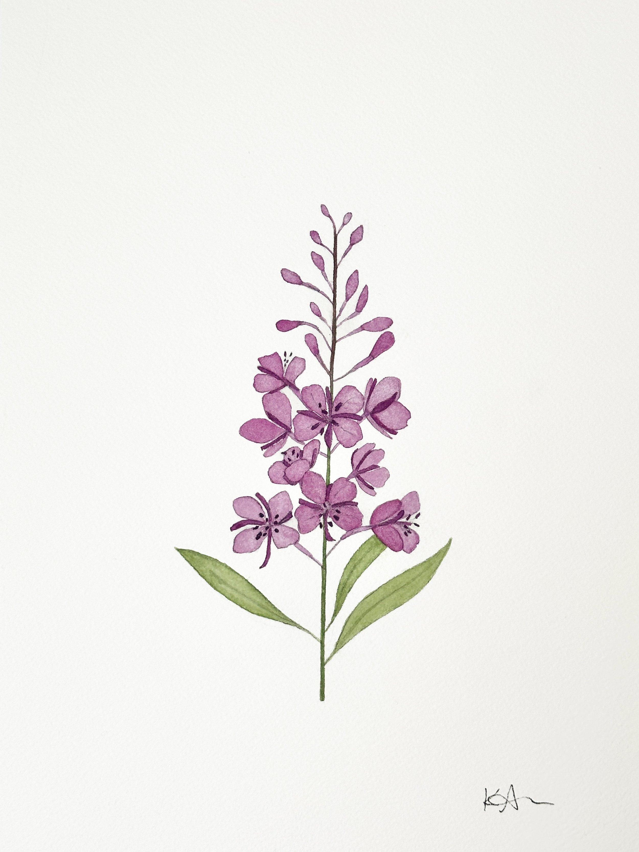 fireweed wildflower original