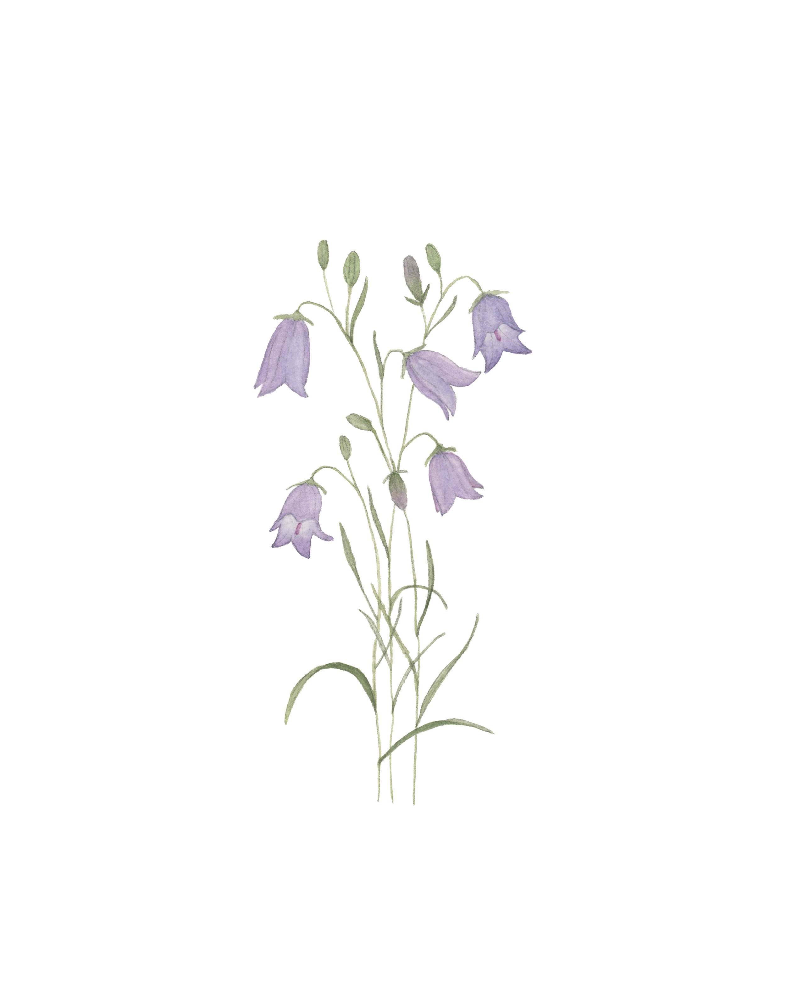 harebell810.png