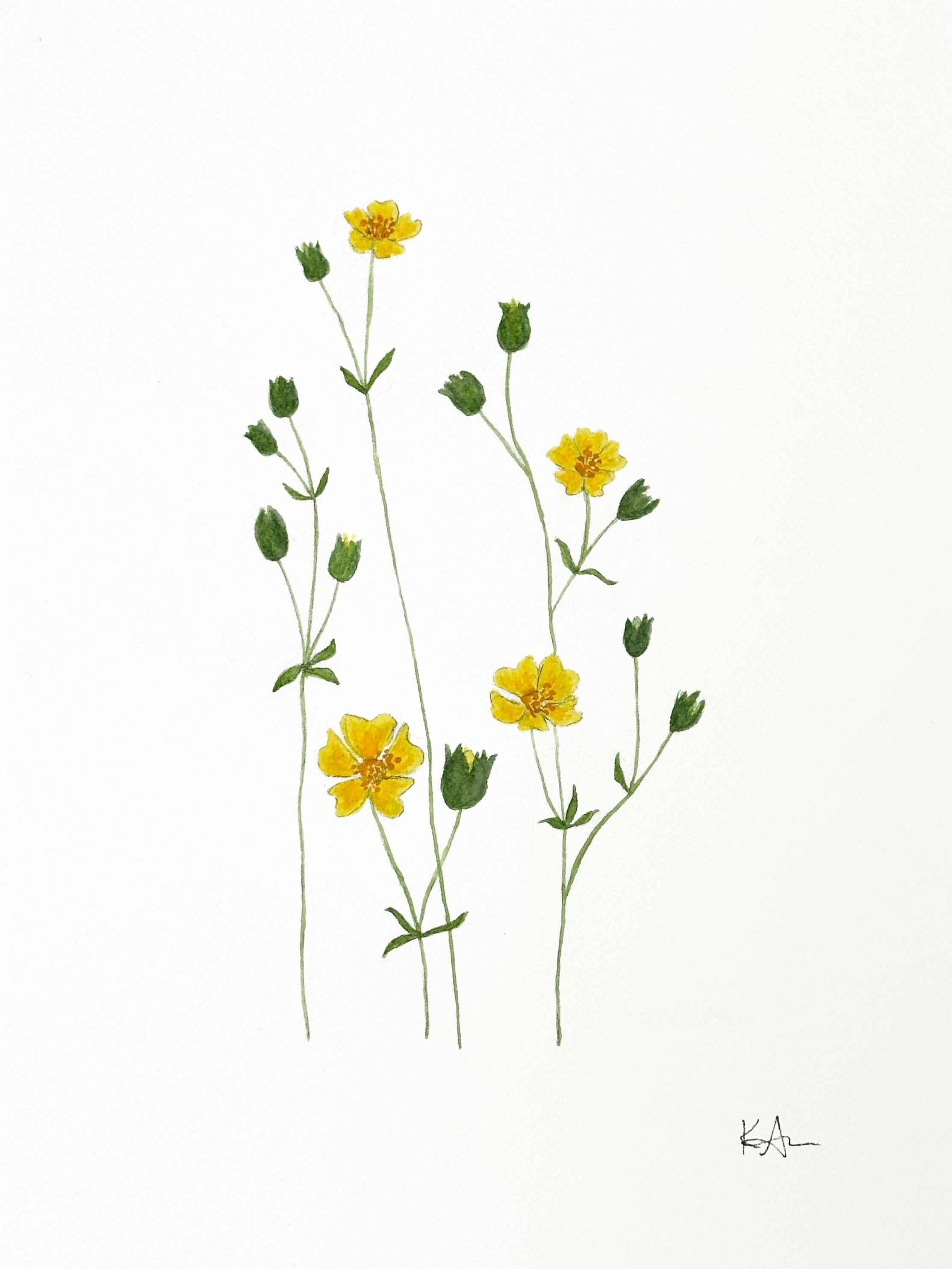sulphur cinquefoil wildflower original