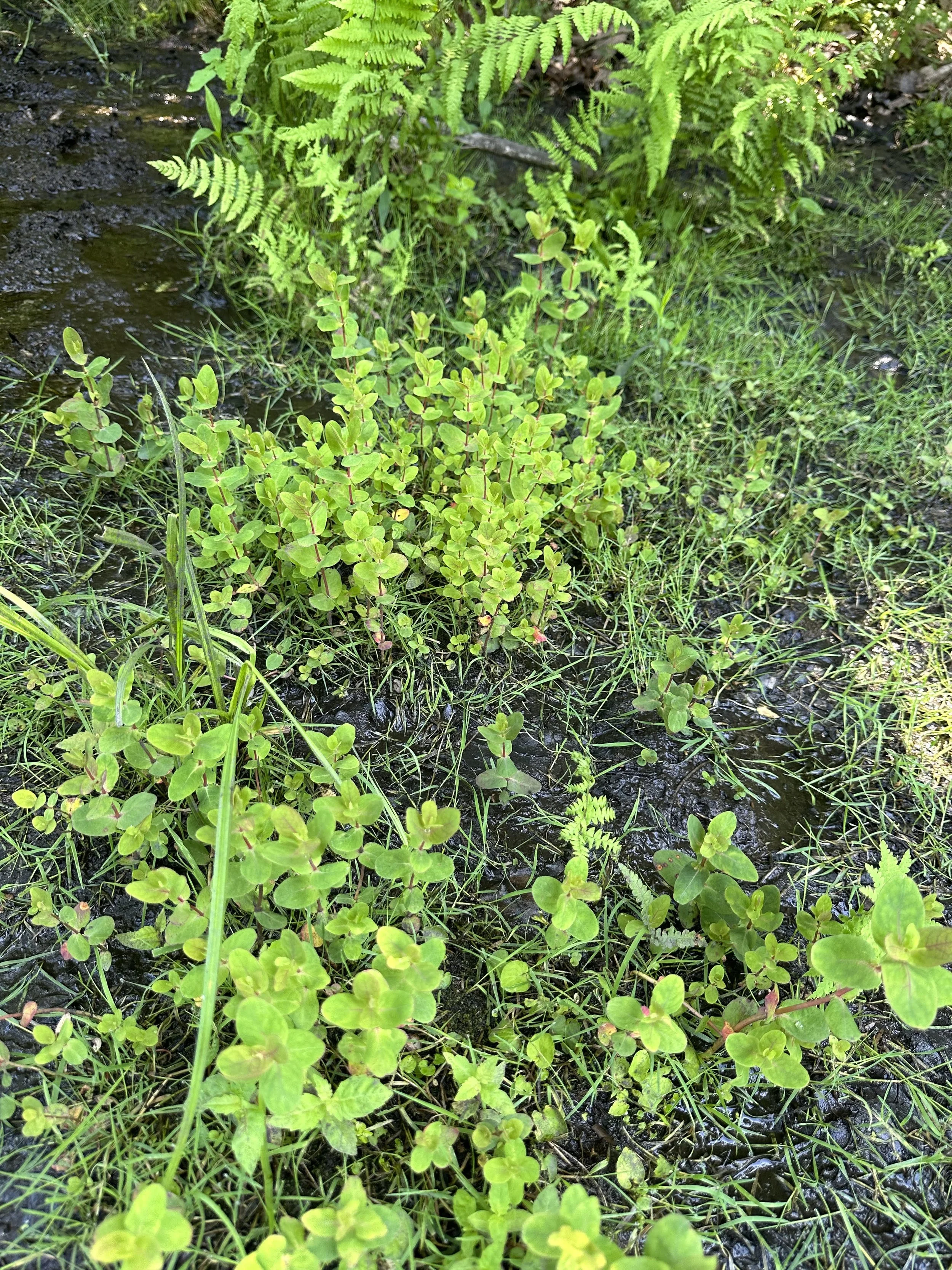 Fraser’s St. John’s wort - Triadenum fraseri