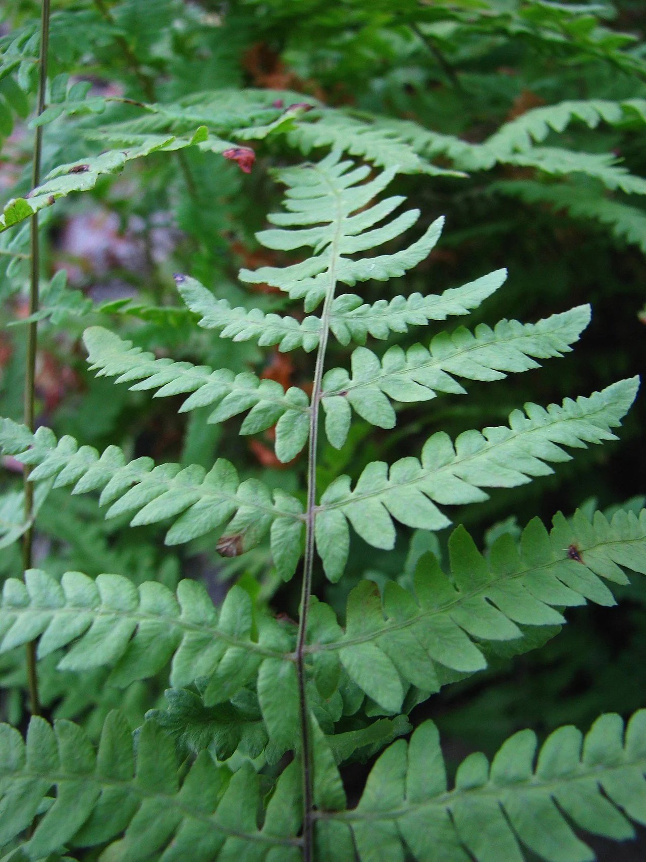 Eastern marsh fern - Dryopteris palustris