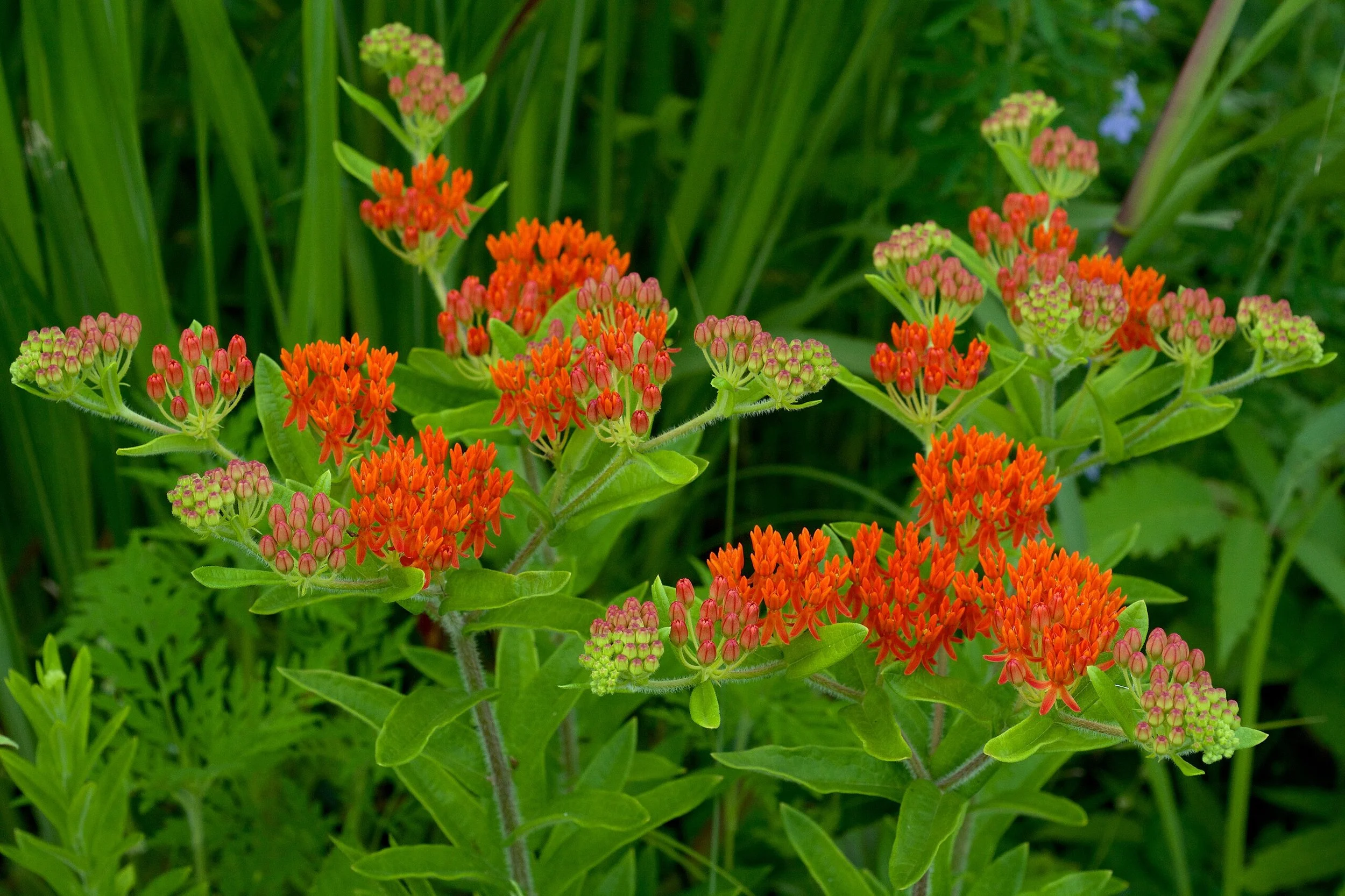 Butterfly Milkweed - Asclepias tuberosa