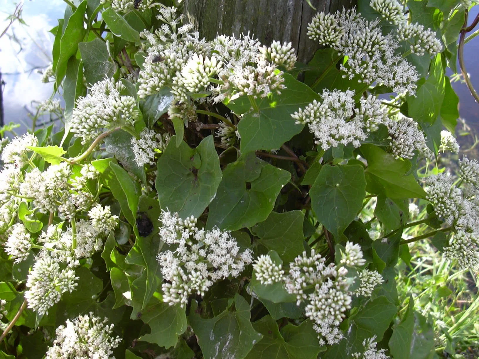 Climbing hempvine - Mikania scandens