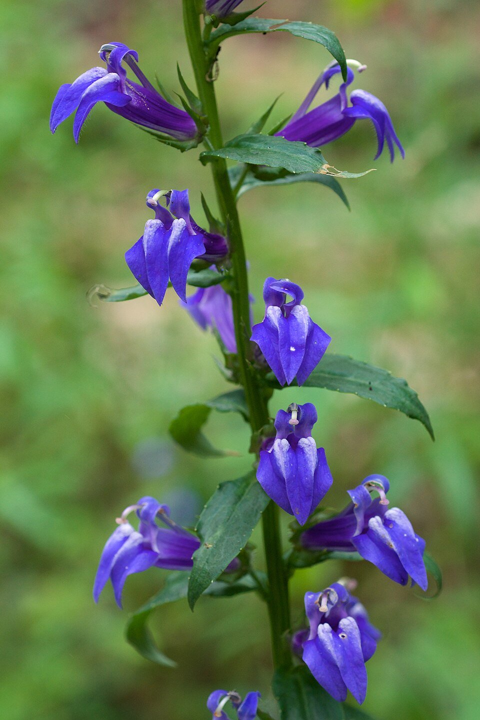 Blue Cardinal Flower - Lobelia siphilitica