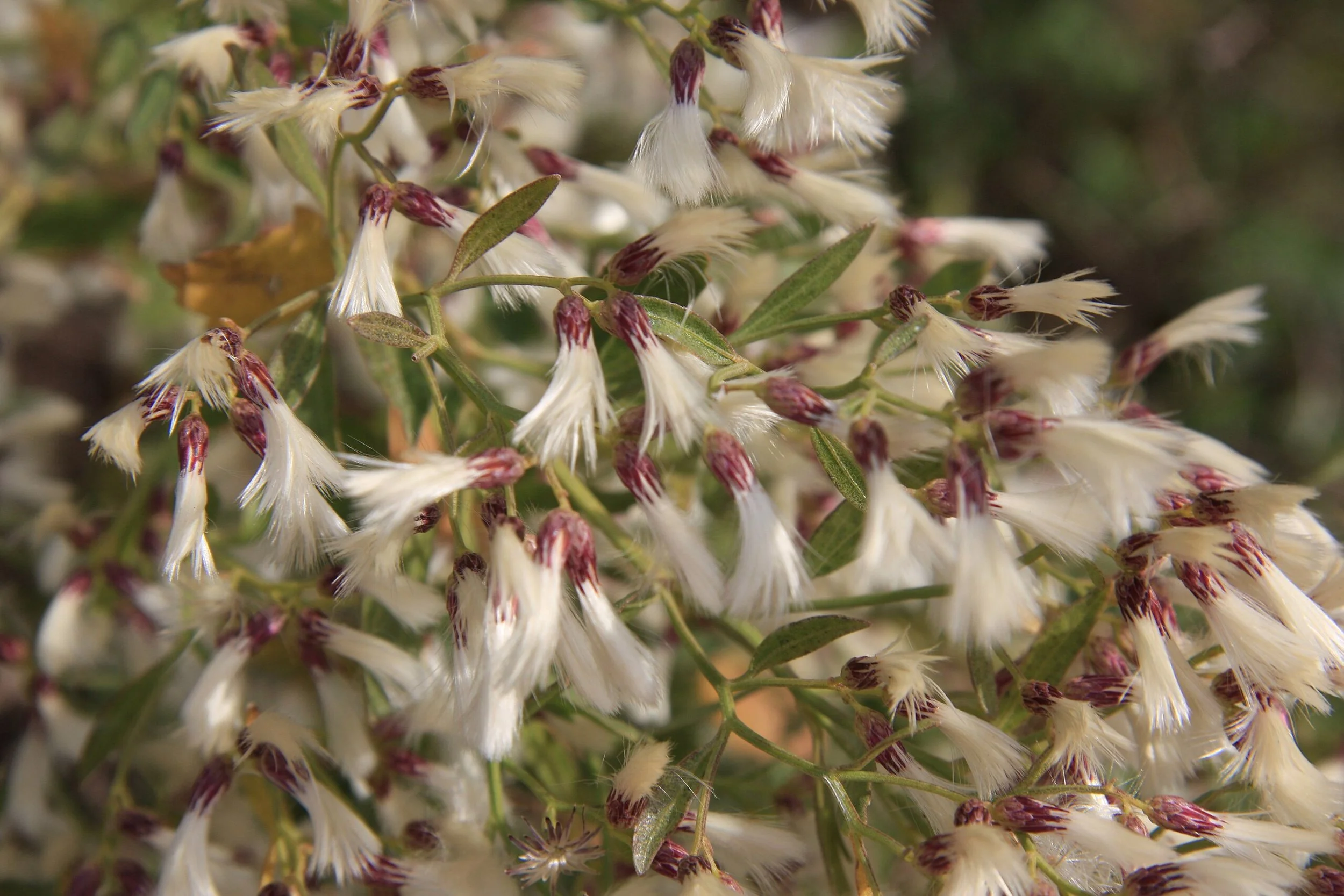 Eastern Baccaris - Baccharis halimifolia