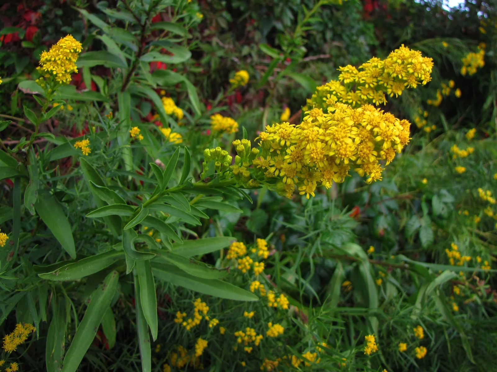 Goldenrod - Solidago sempervirens