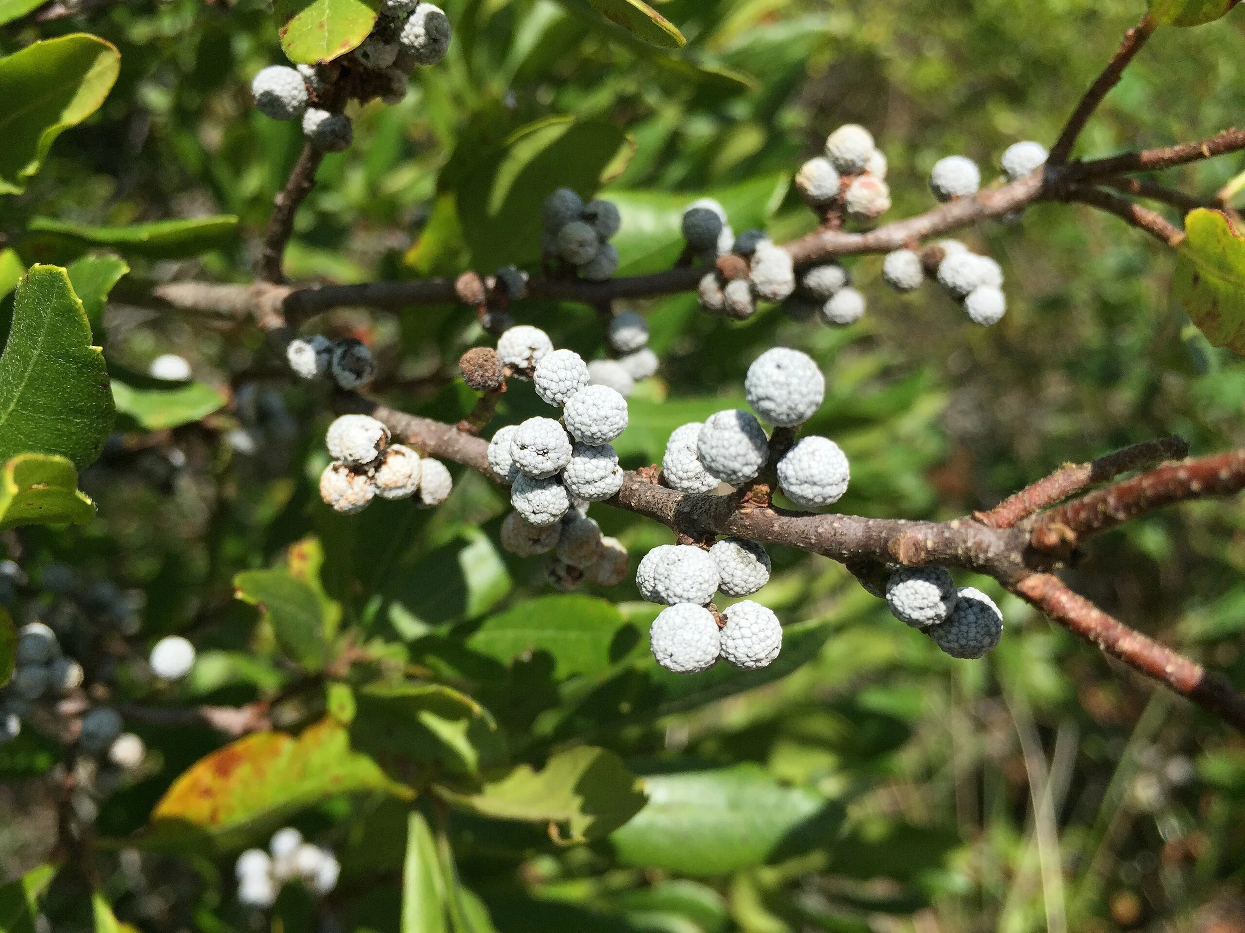 Northern Bayberry