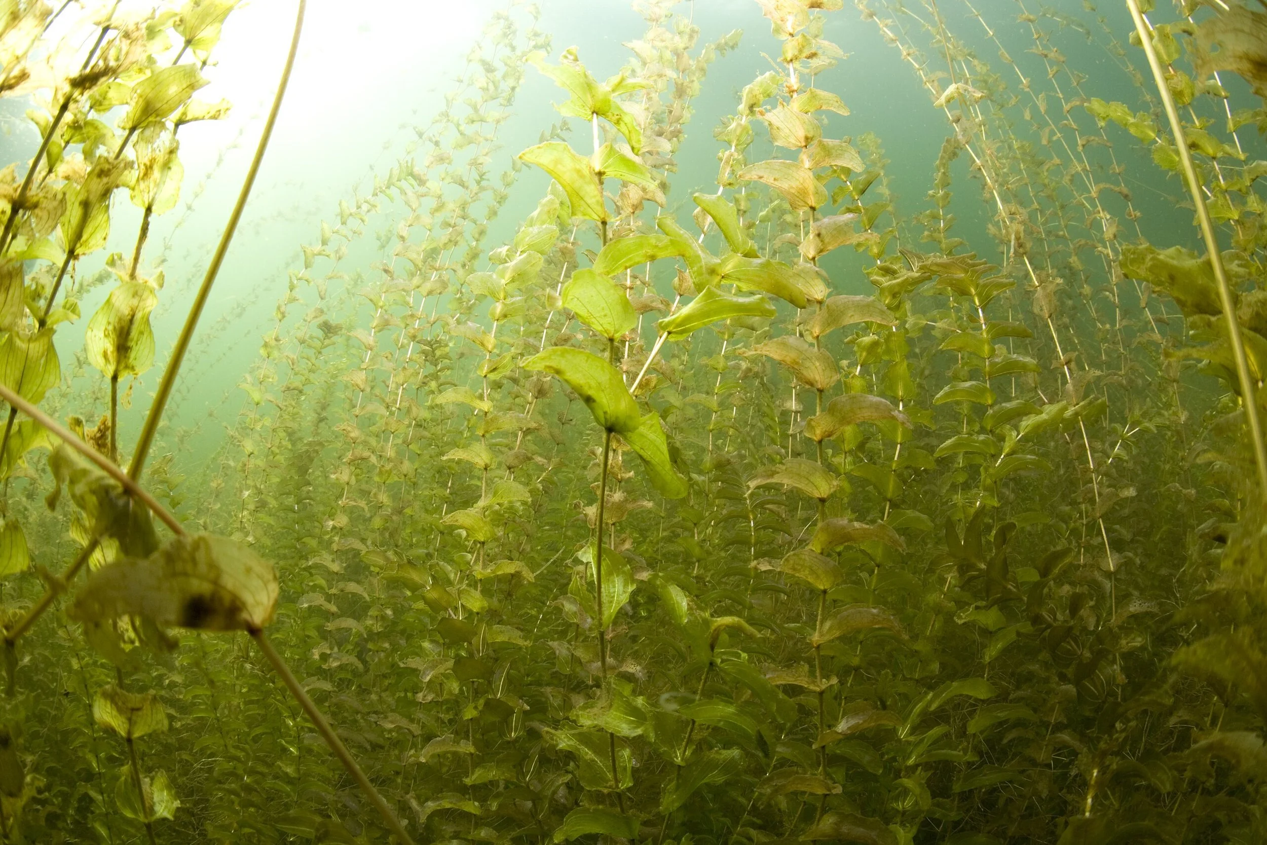 Clasped pondweed