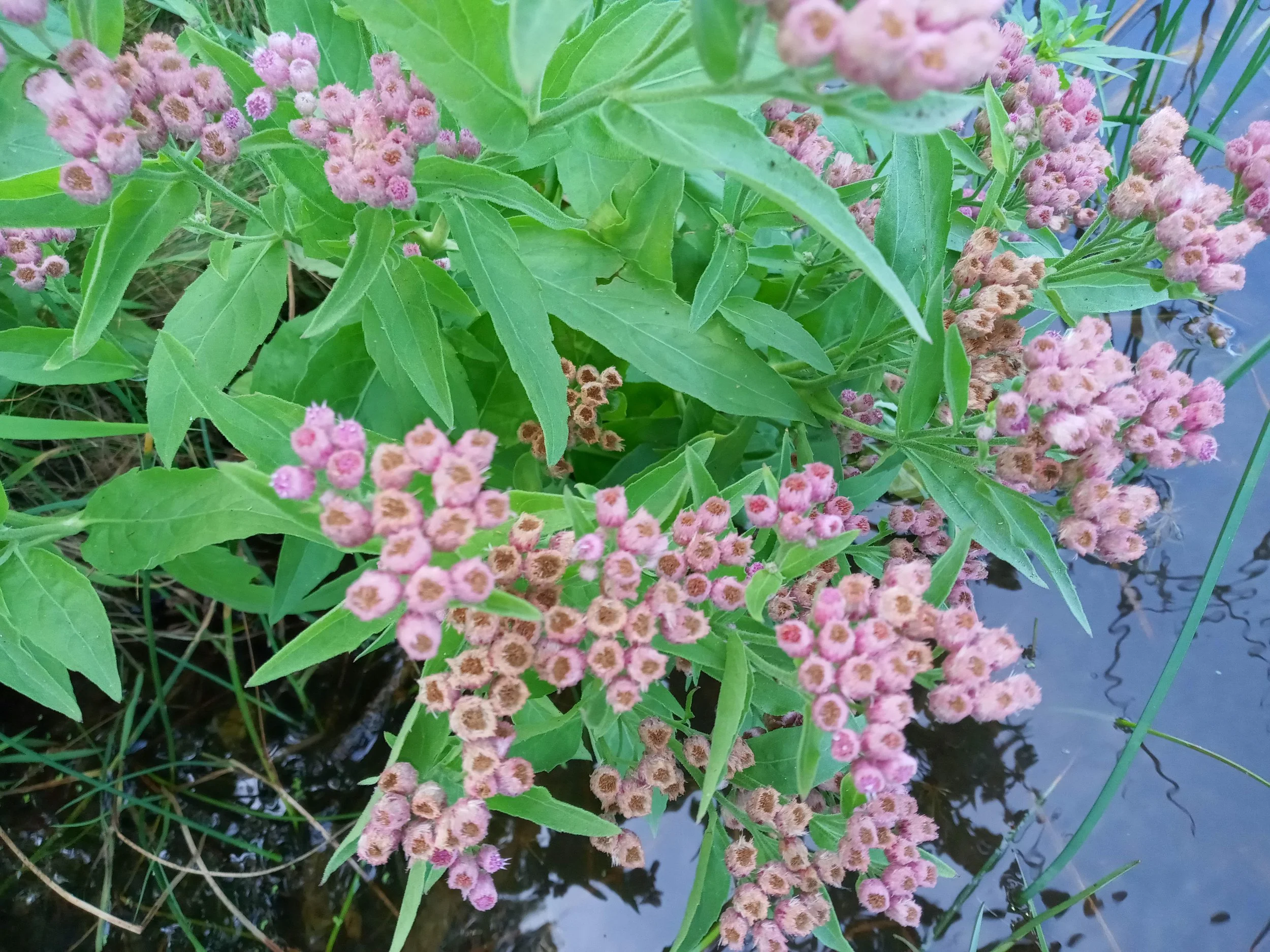 Marsh fleabane - Pluchea odorata