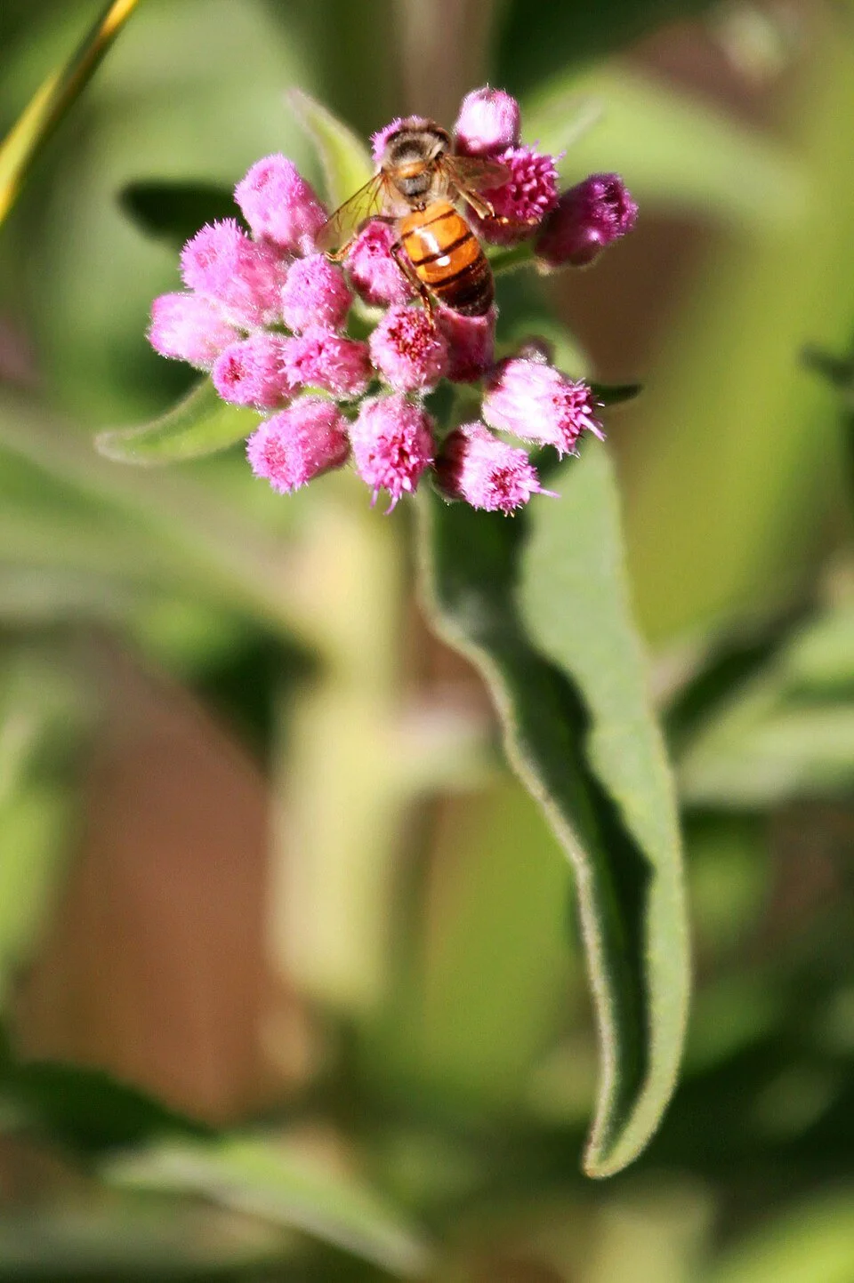 Marsh fleabane - Pluchea odorata